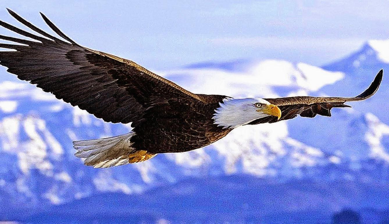 Burung Wallpapers - Top Free Burung Backgrounds - Wallpaperaccess 770_X_1338_jpg