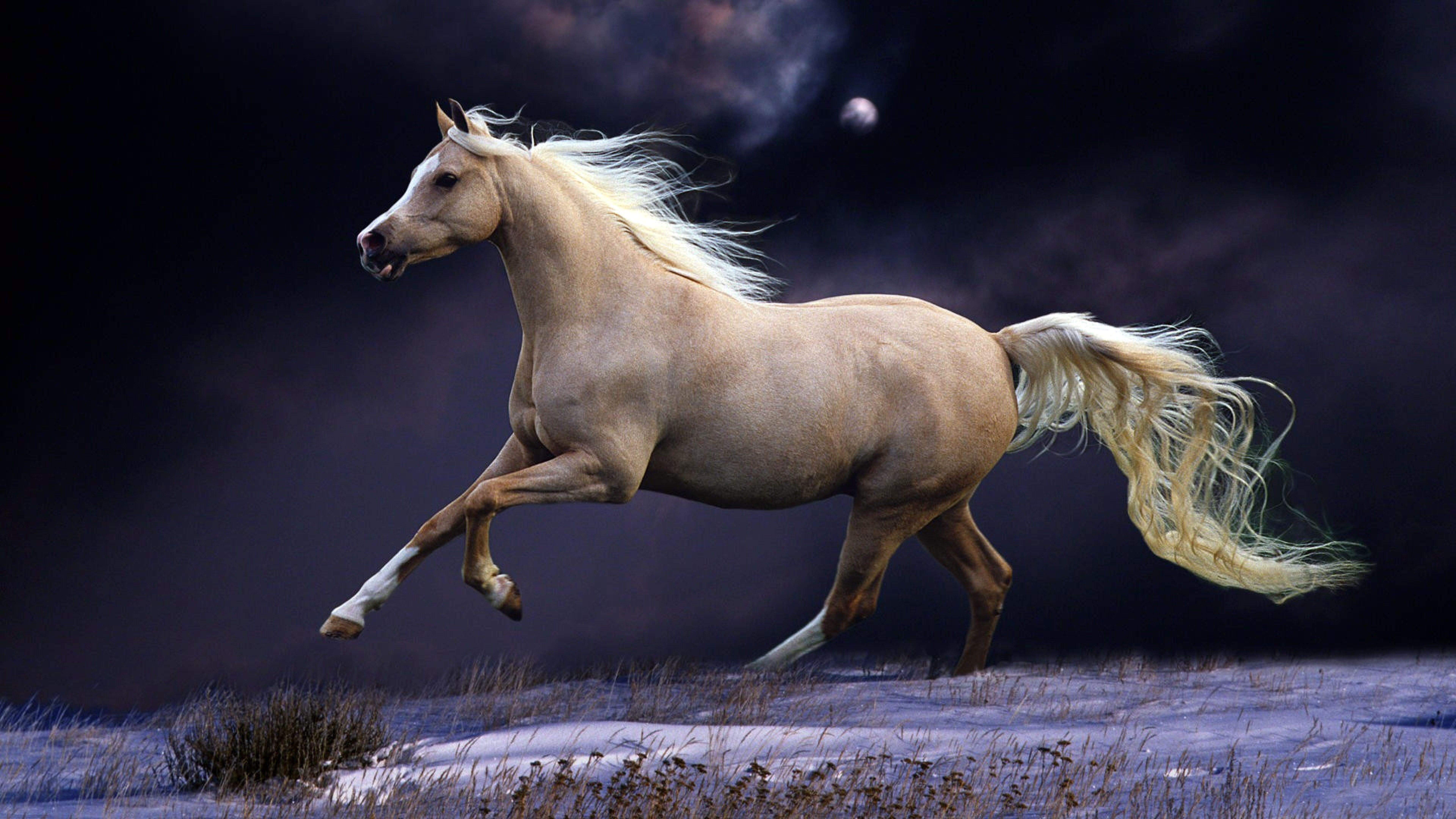 Horse 4k Wallpapers Top Free Horse 4k Backgrounds WallpaperAccess