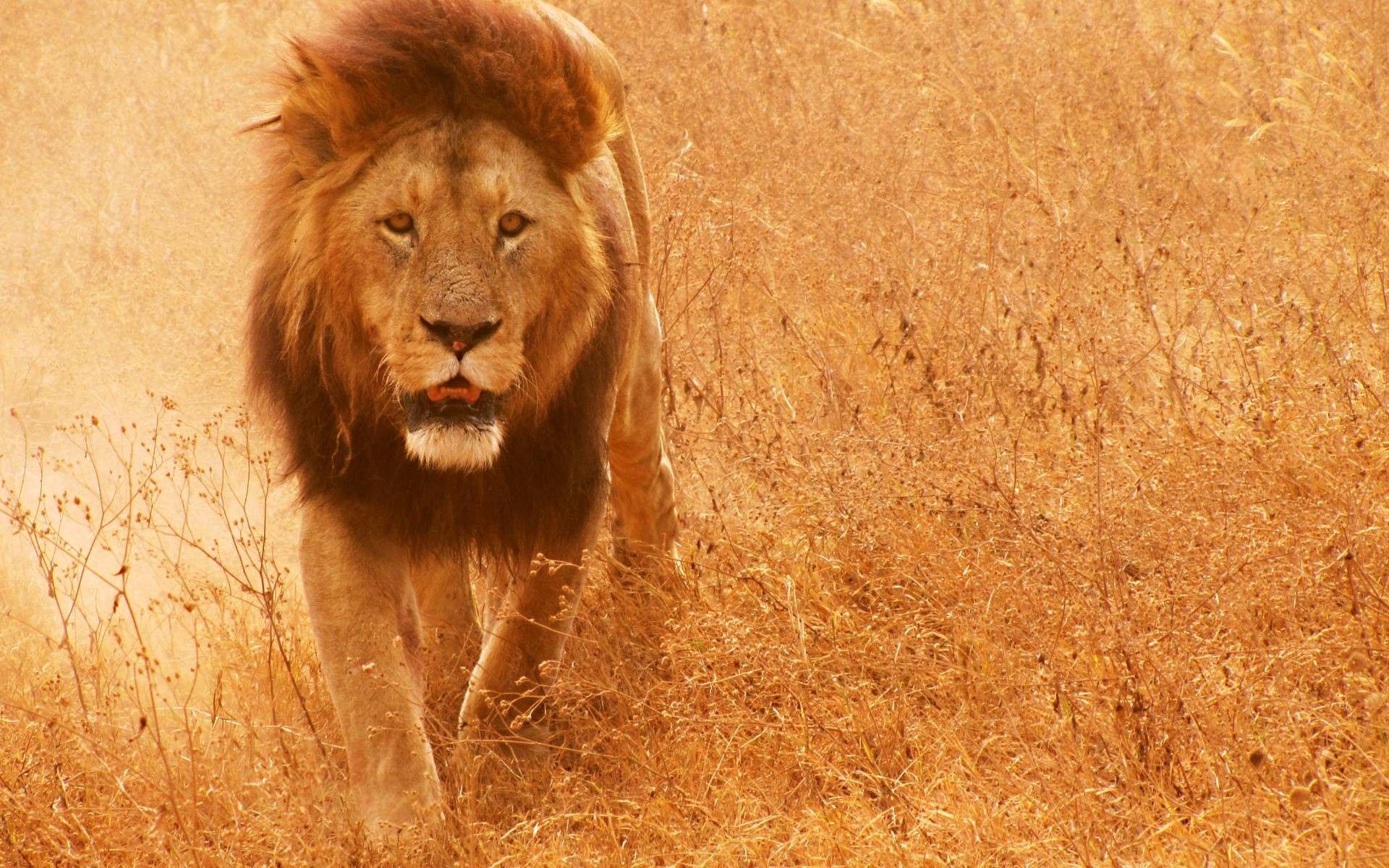 African Lion Wallpapers Top Free African Lion Backgrounds