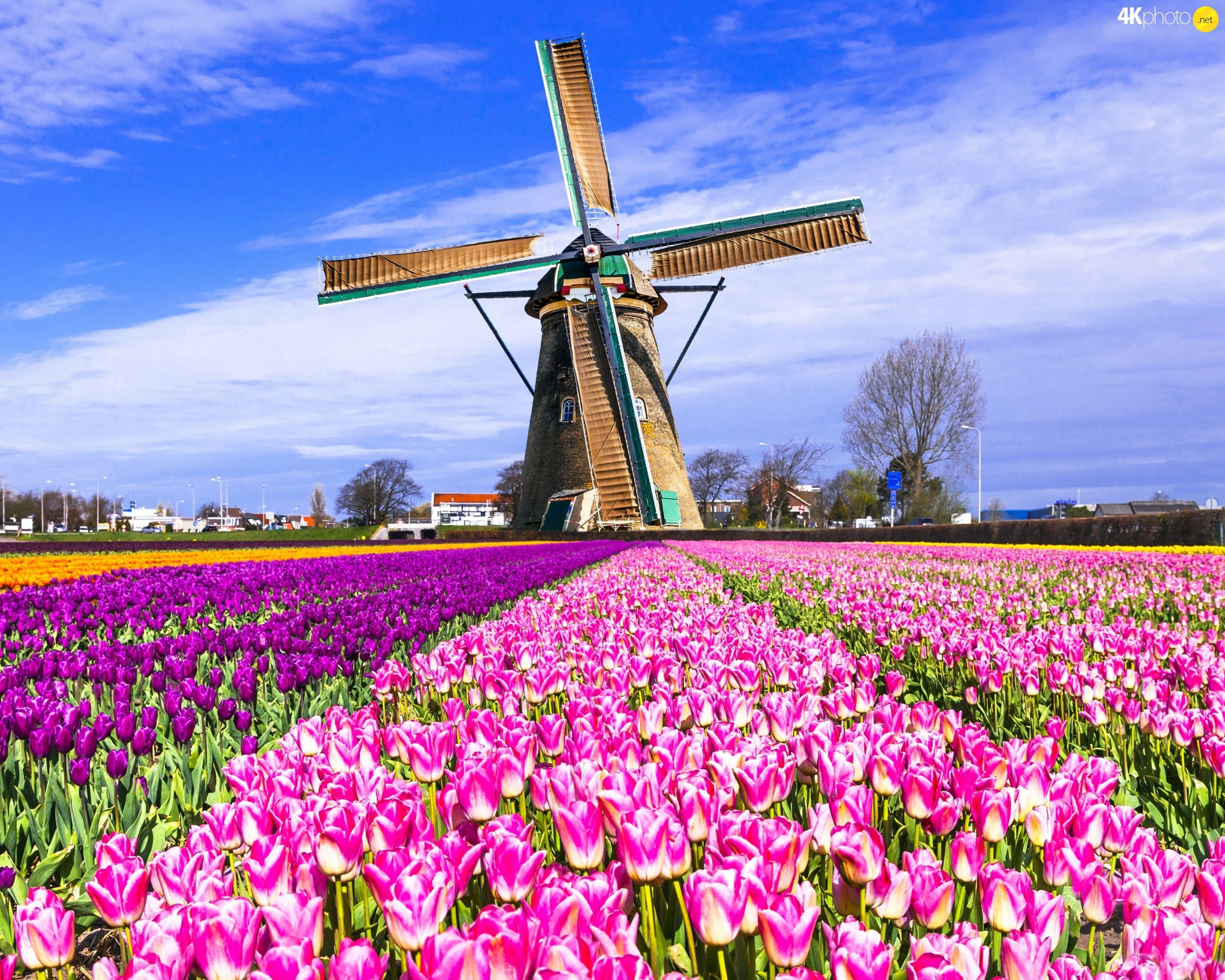 Dutch Wallpapers Top Free Dutch Backgrounds WallpaperAccess