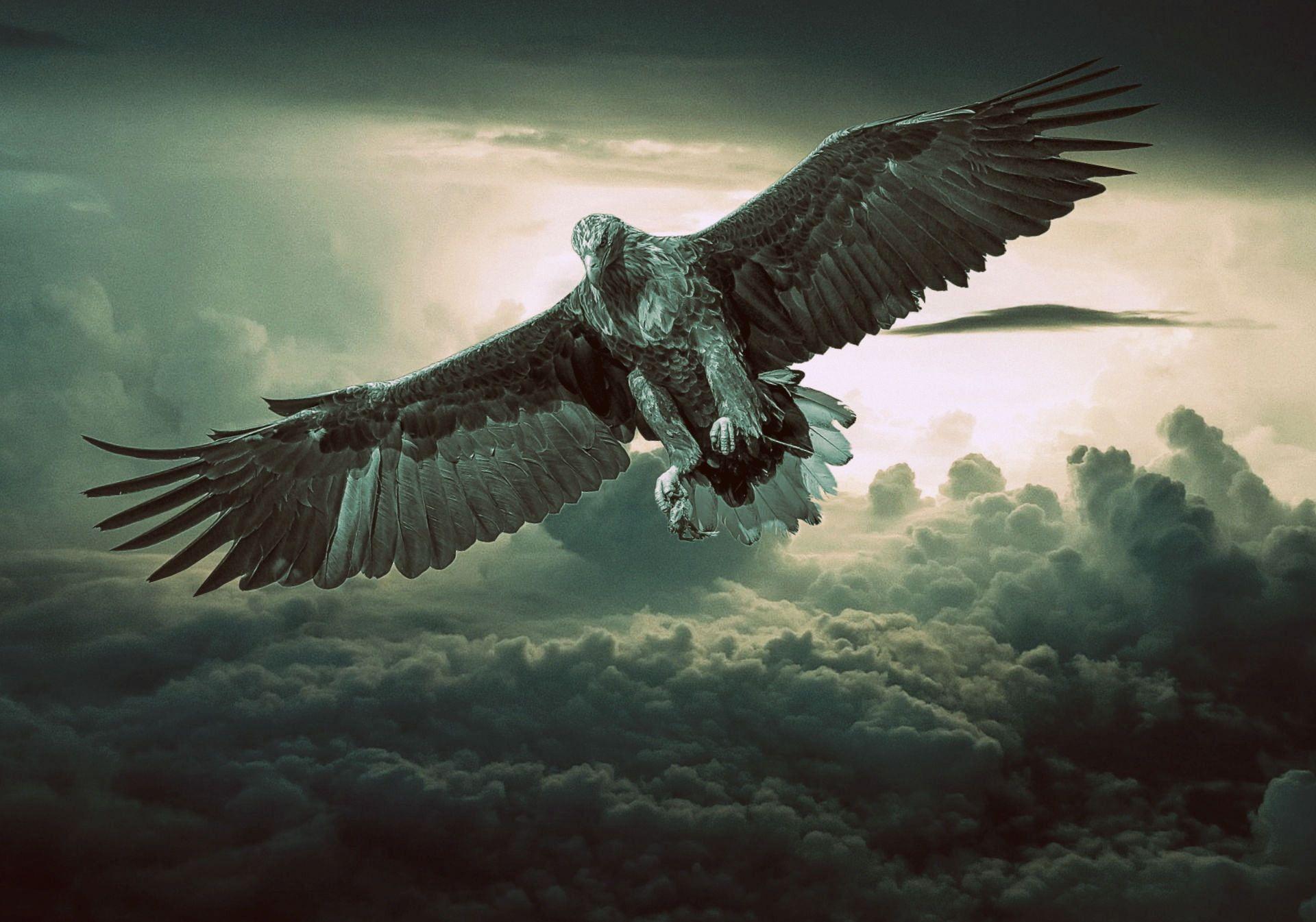Black Eagle HD Wallpapers Top Free Black Eagle HD Backgrounds