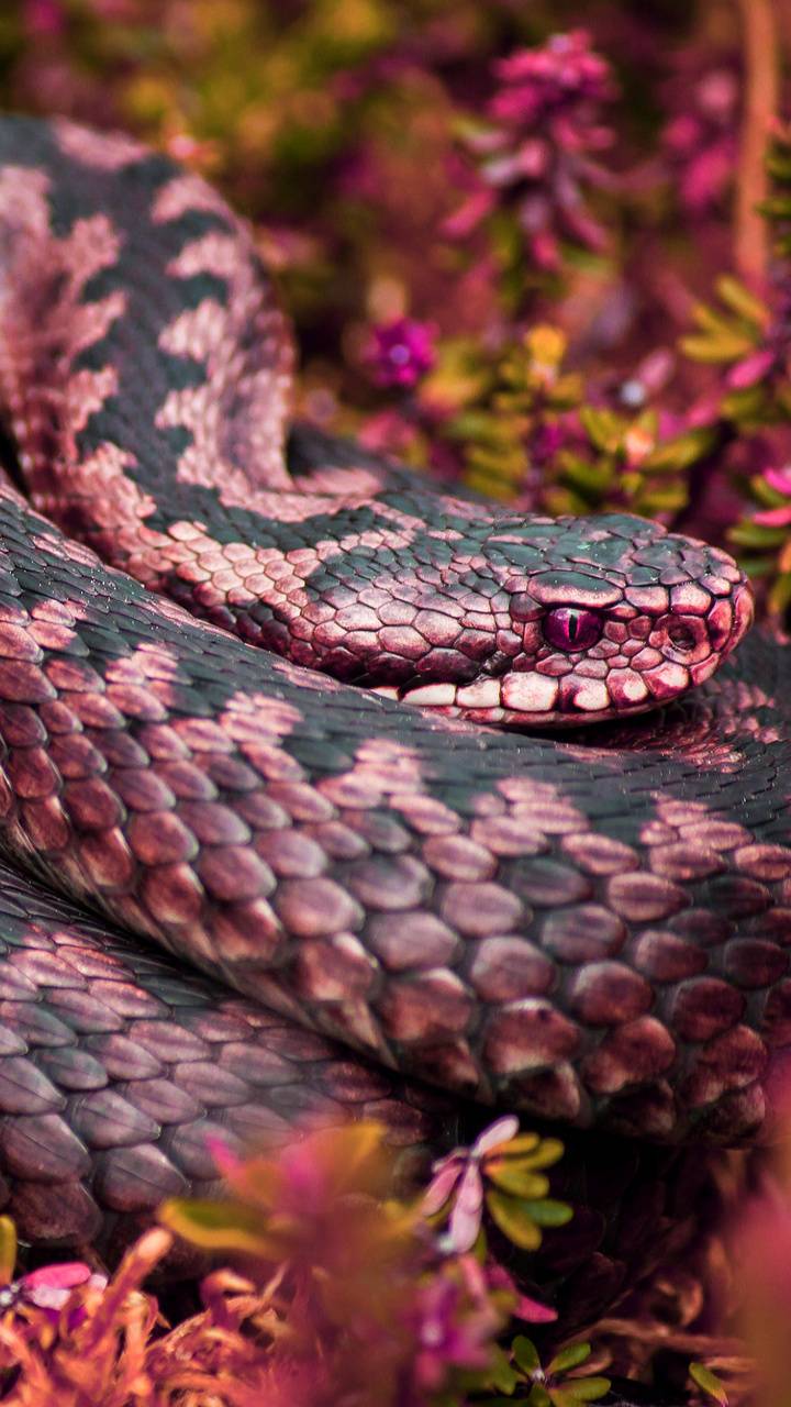 Pink Snake HD Wallpapers Top Free Pink Snake HD Backgrounds