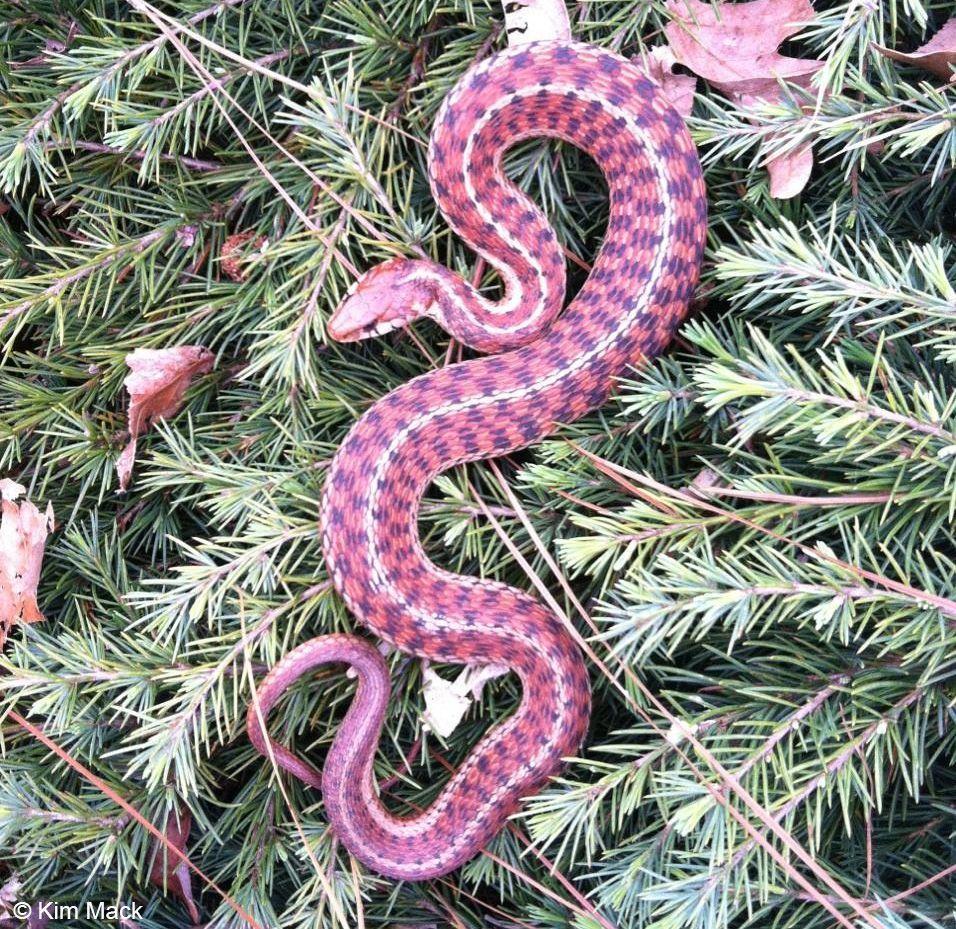 Pink Snake HD Wallpapers Top Free Pink Snake HD Backgrounds