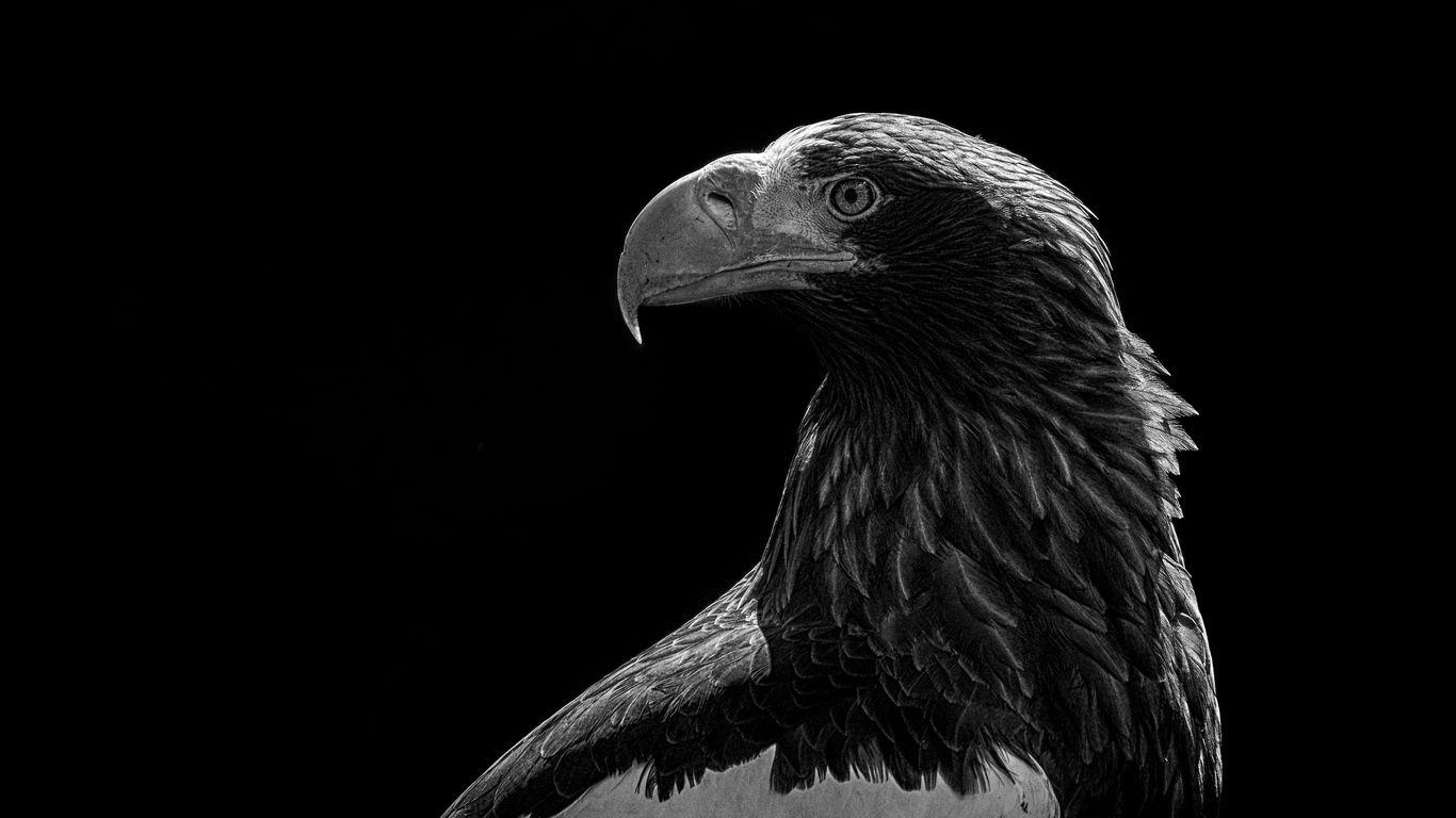 Black Eagle HD Wallpapers Top Free Black Eagle HD Backgrounds