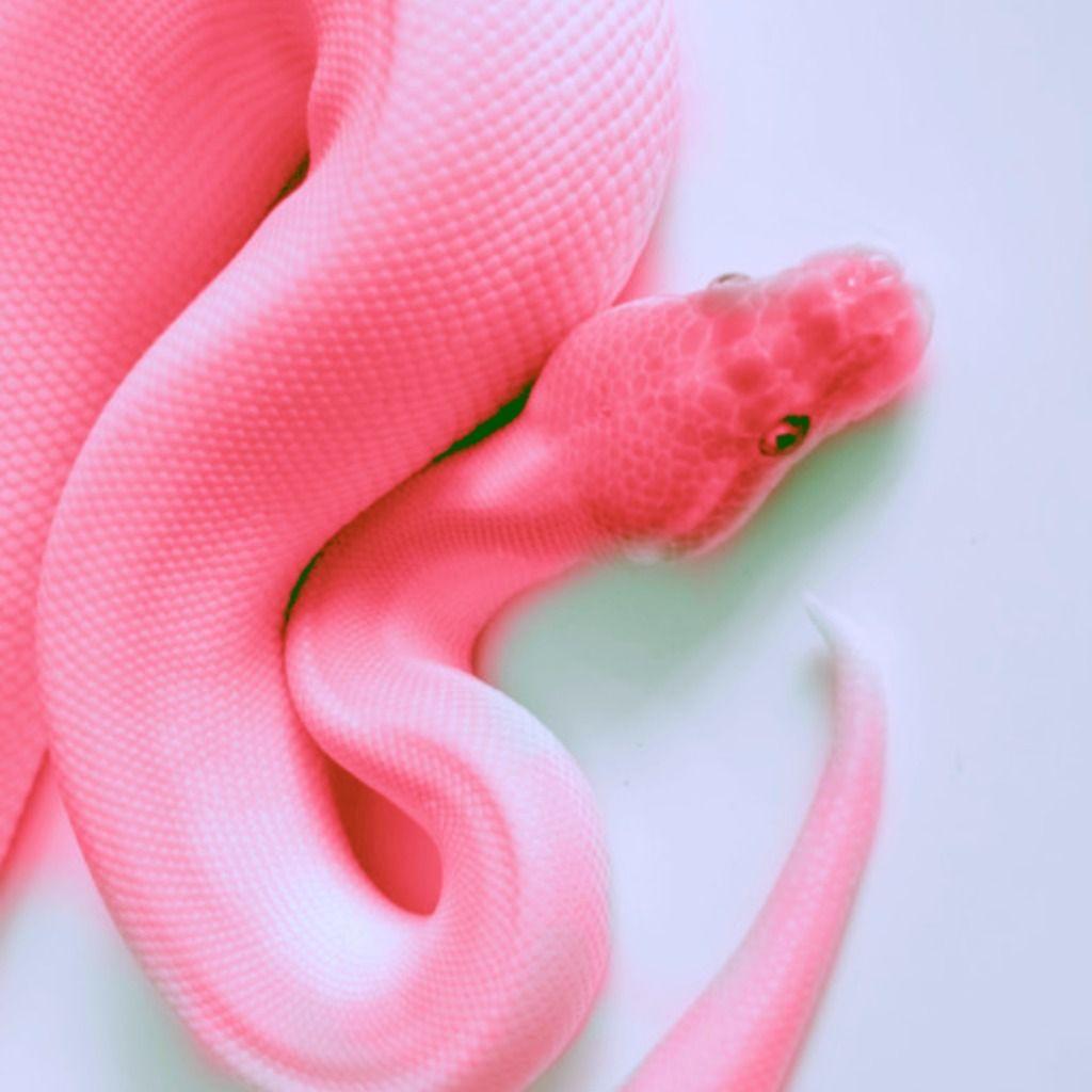 Pink Snake HD Wallpapers Top Free Pink Snake HD Backgrounds