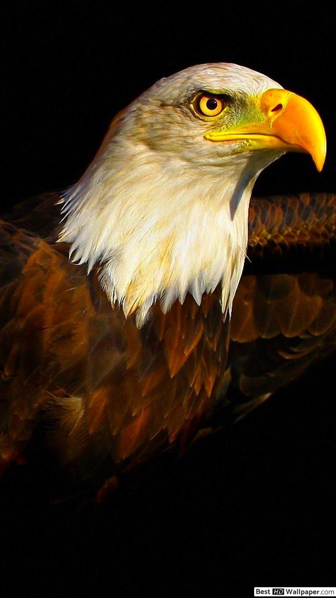 Black Eagle HD Wallpapers Top Free Black Eagle HD Backgrounds WallpaperAccess