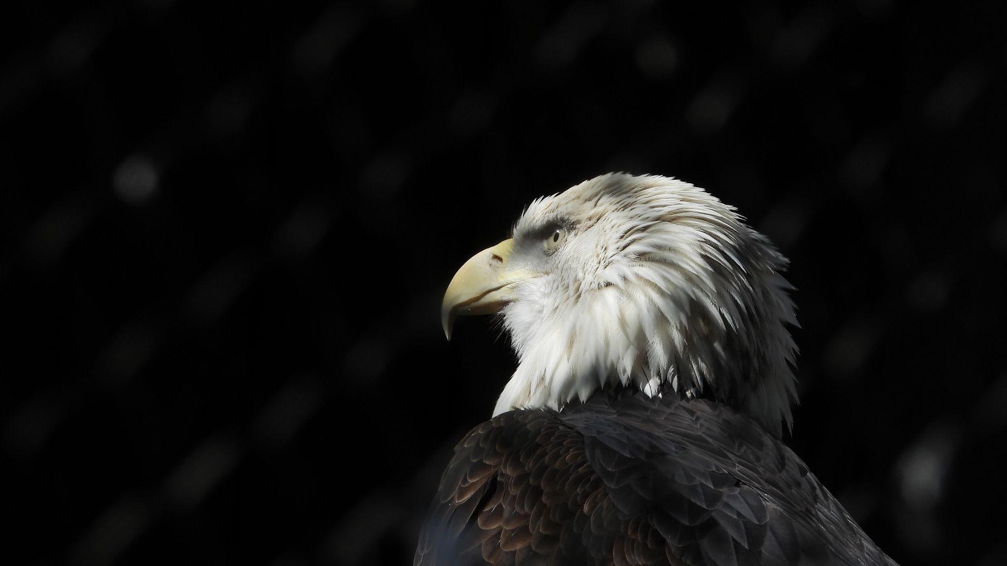 Black Eagle HD Wallpapers Top Free Black Eagle HD Backgrounds