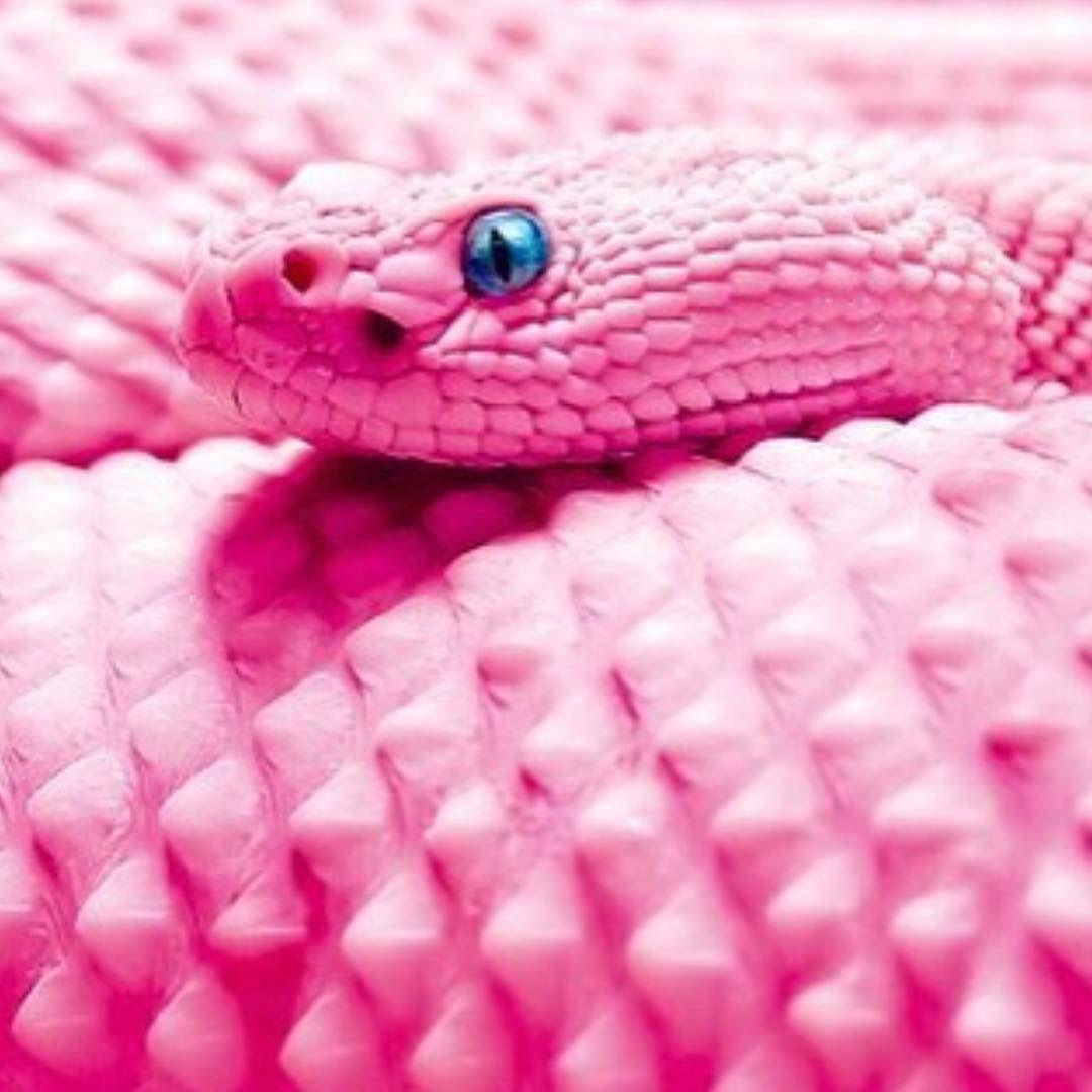 Pink Snake HD Wallpapers Top Free Pink Snake HD Backgrounds
