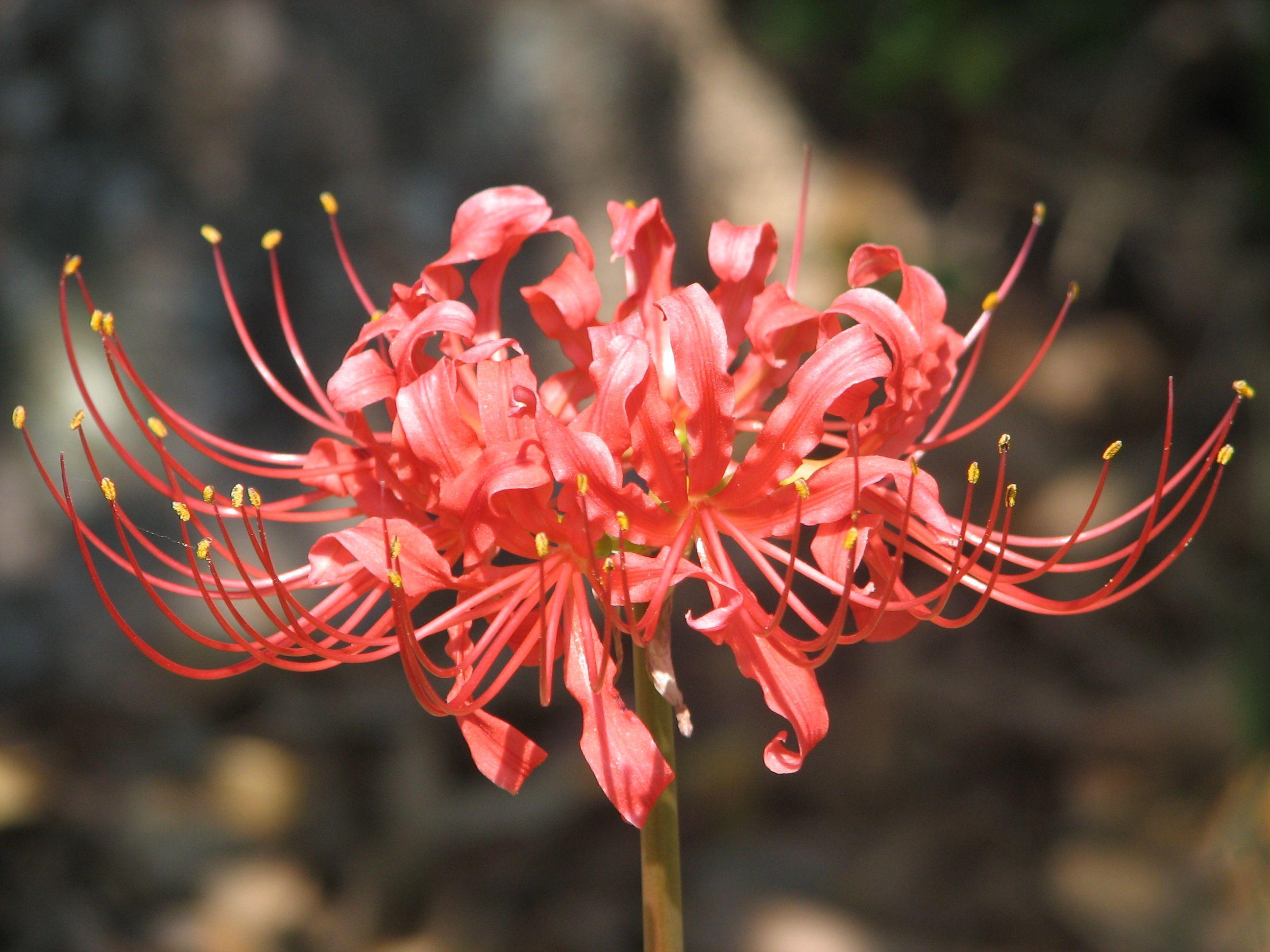 Spider Lily Wallpapers Top Free Spider Lily Backgrounds Wallpaperaccess