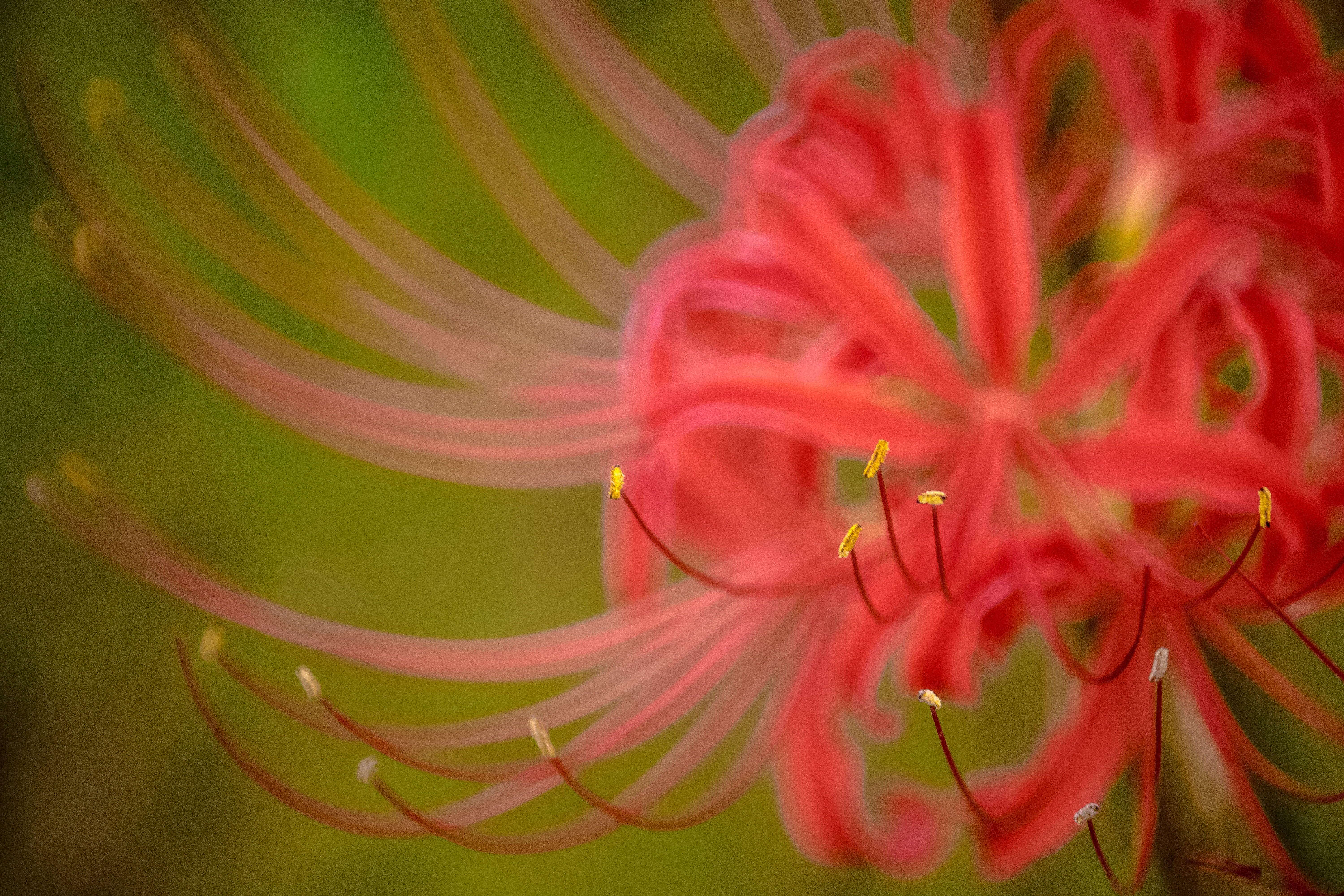 Red Spider Lily Wallpapers Top Free Red Spider Lily Backgrounds