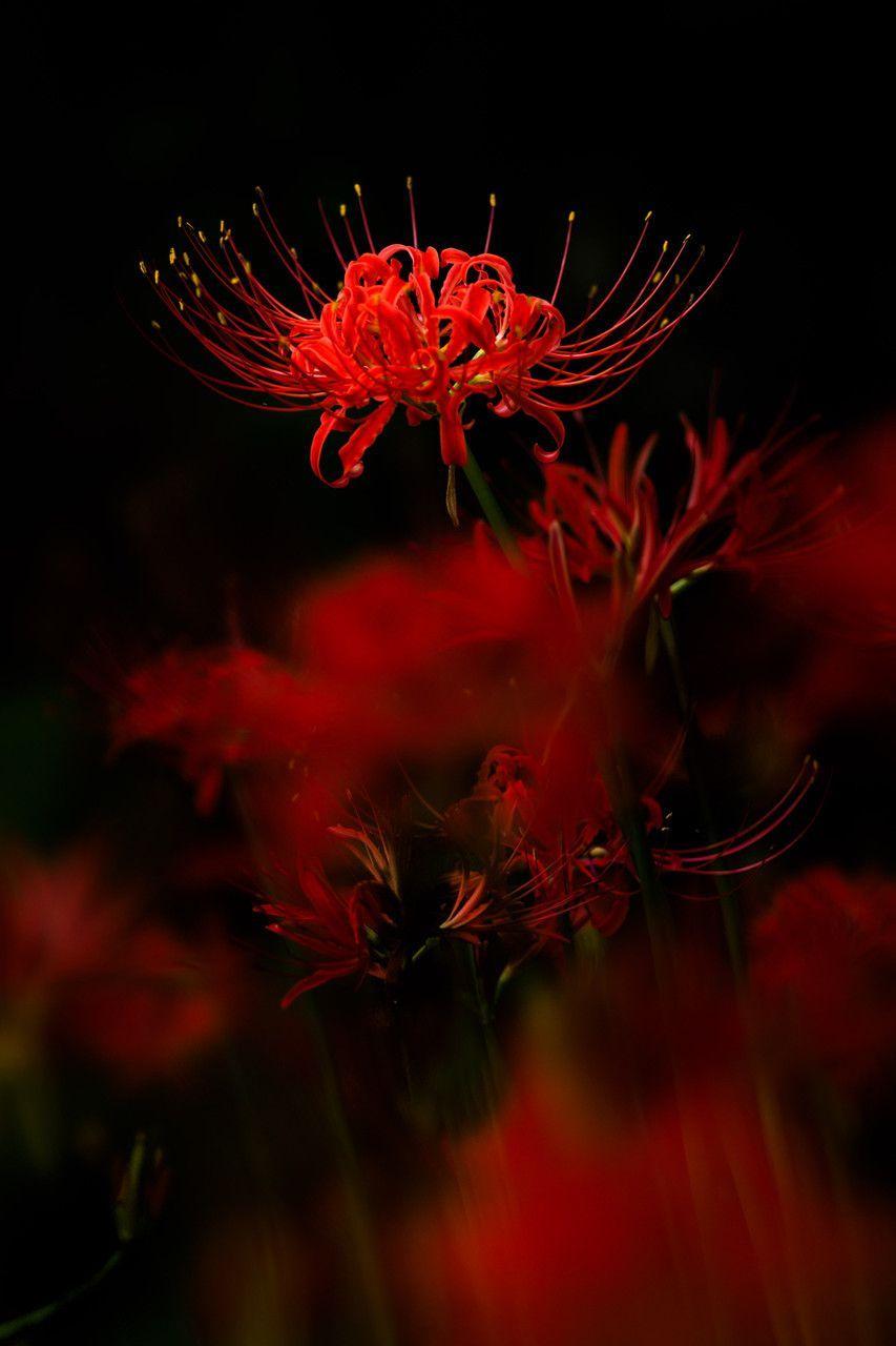 Red Spider Lily Wallpapers Top Free Red Spider Lily Backgrounds