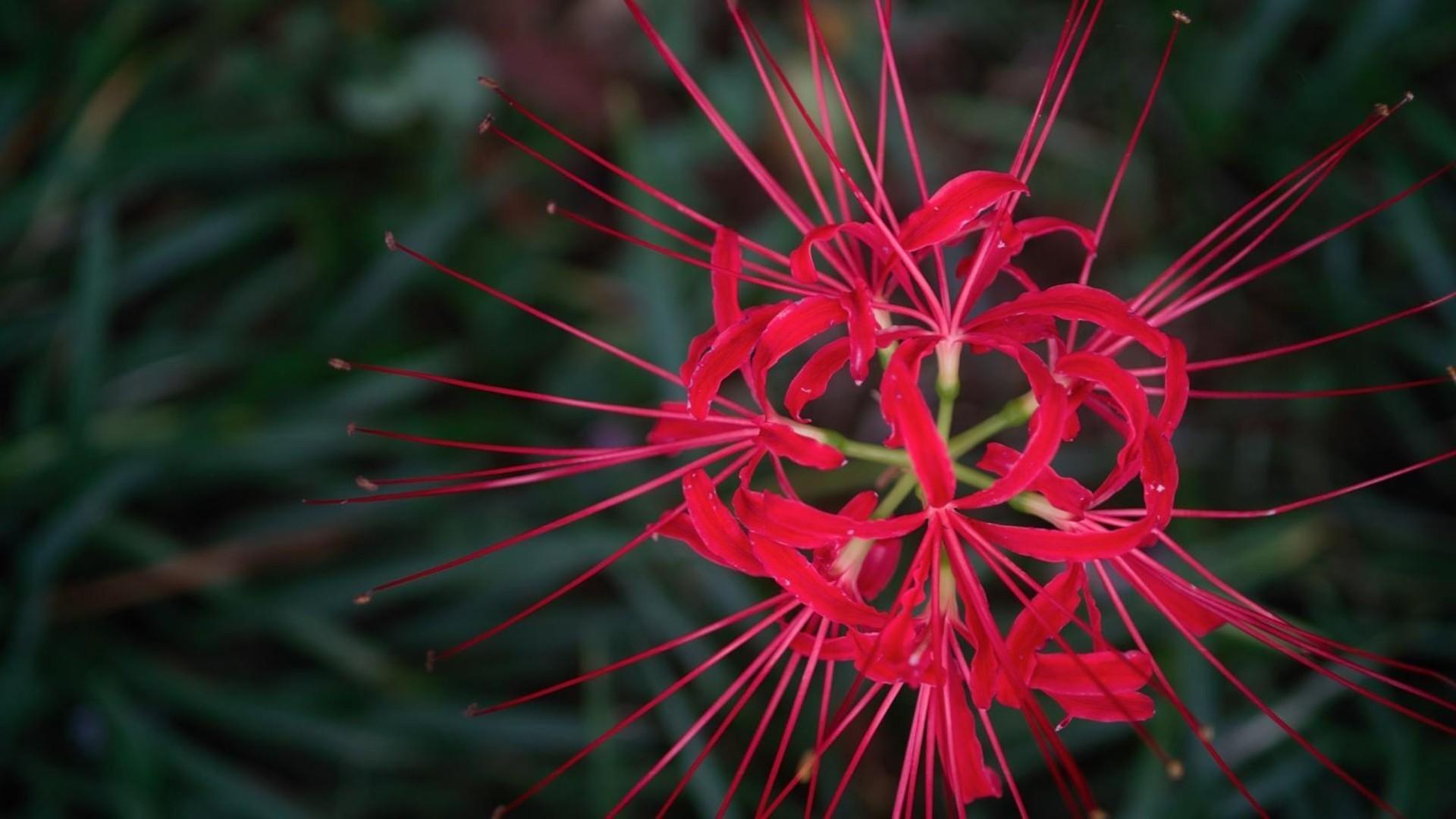 Red Spider Lily Wallpapers Top Free Red Spider Lily Backgrounds