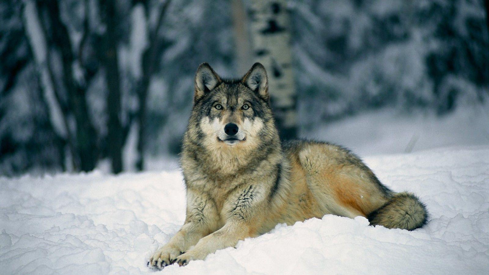 Gray Wolf Wallpapers Top Free Gray Wolf Backgrounds WallpaperAccess