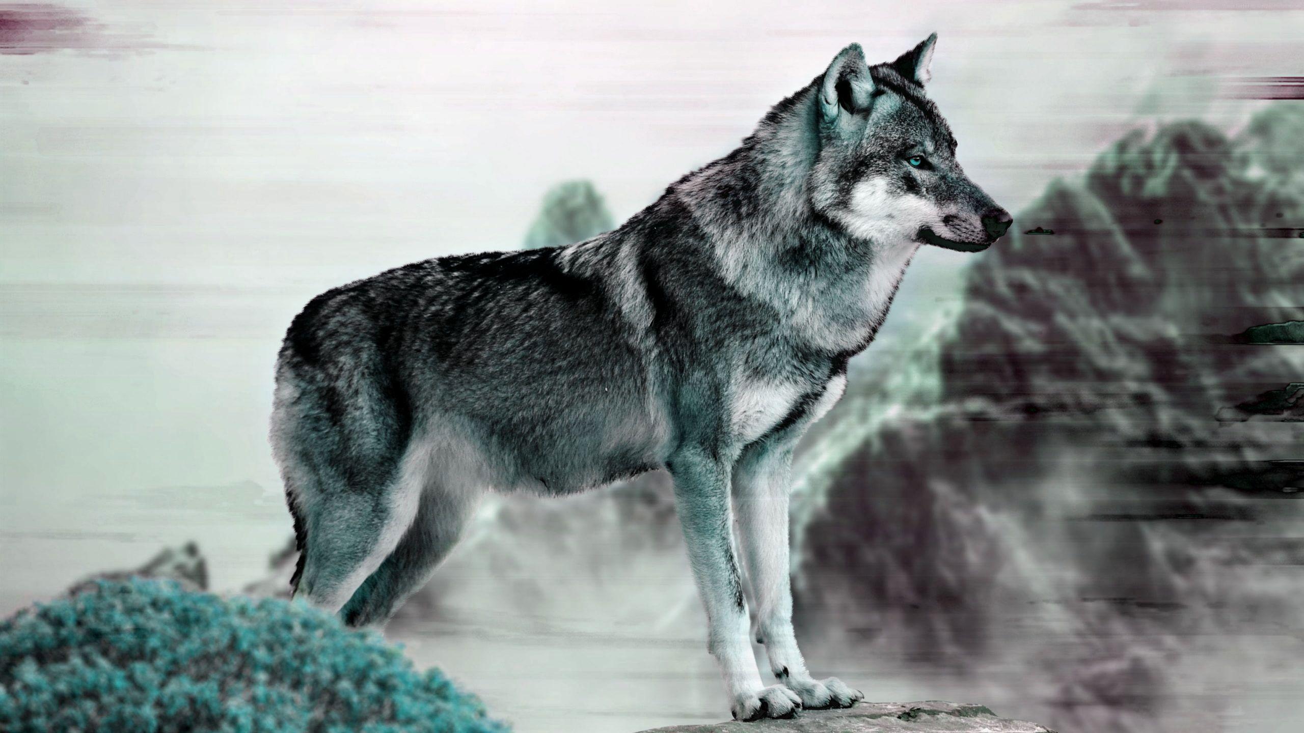 Grey Wolf Wallpapers Top Free Grey Wolf Backgrounds WallpaperAccess