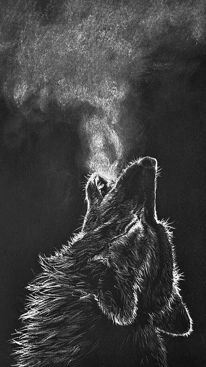 Grey Wolf iPhone Wallpapers Top Free Grey Wolf iPhone Backgrounds