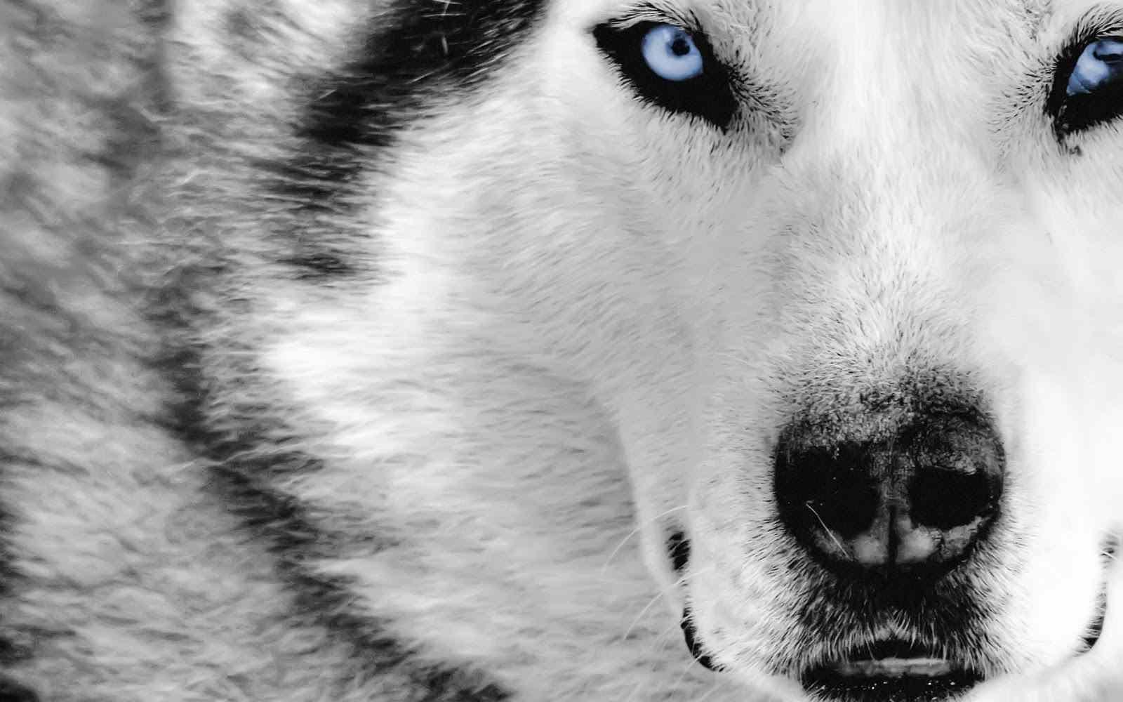Grey Wolf Wallpapers Top Free Grey Wolf Backgrounds WallpaperAccess