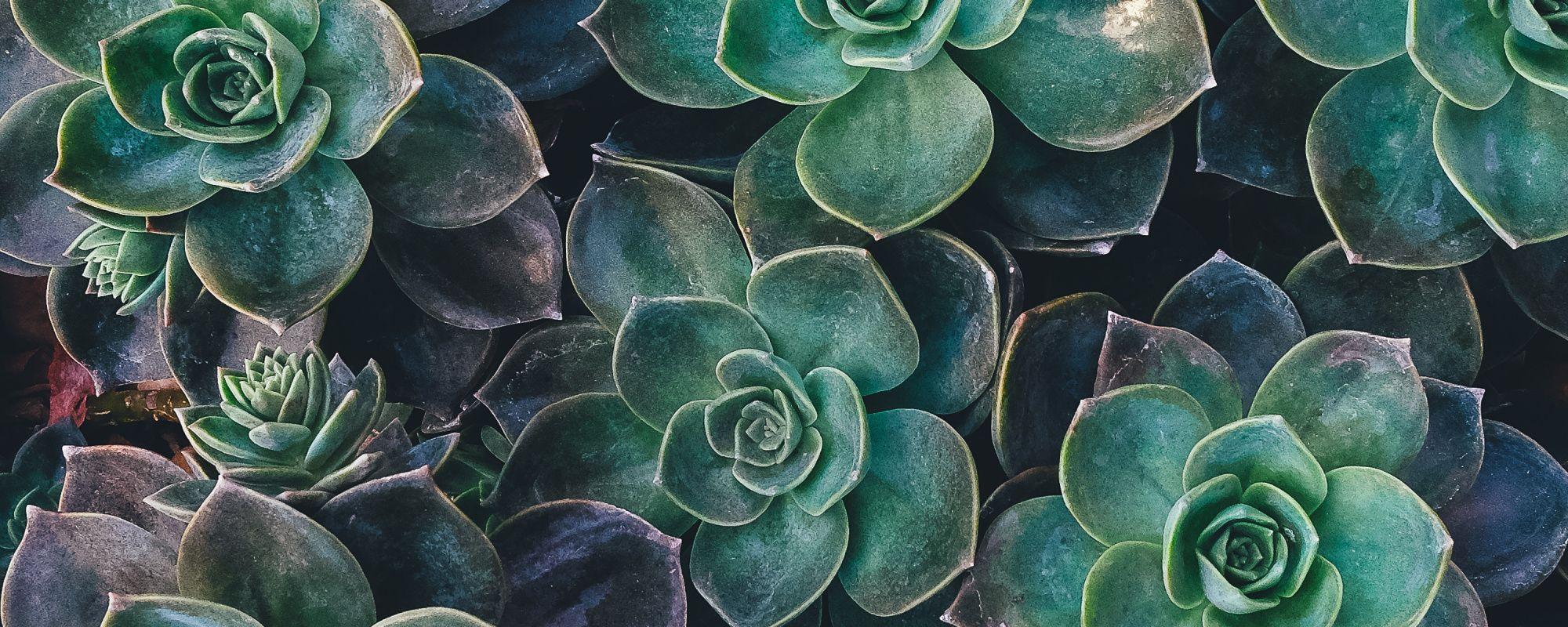 Plants Aesthetic Desktop Wallpapers Top Free Plants Aesthetic Desktop