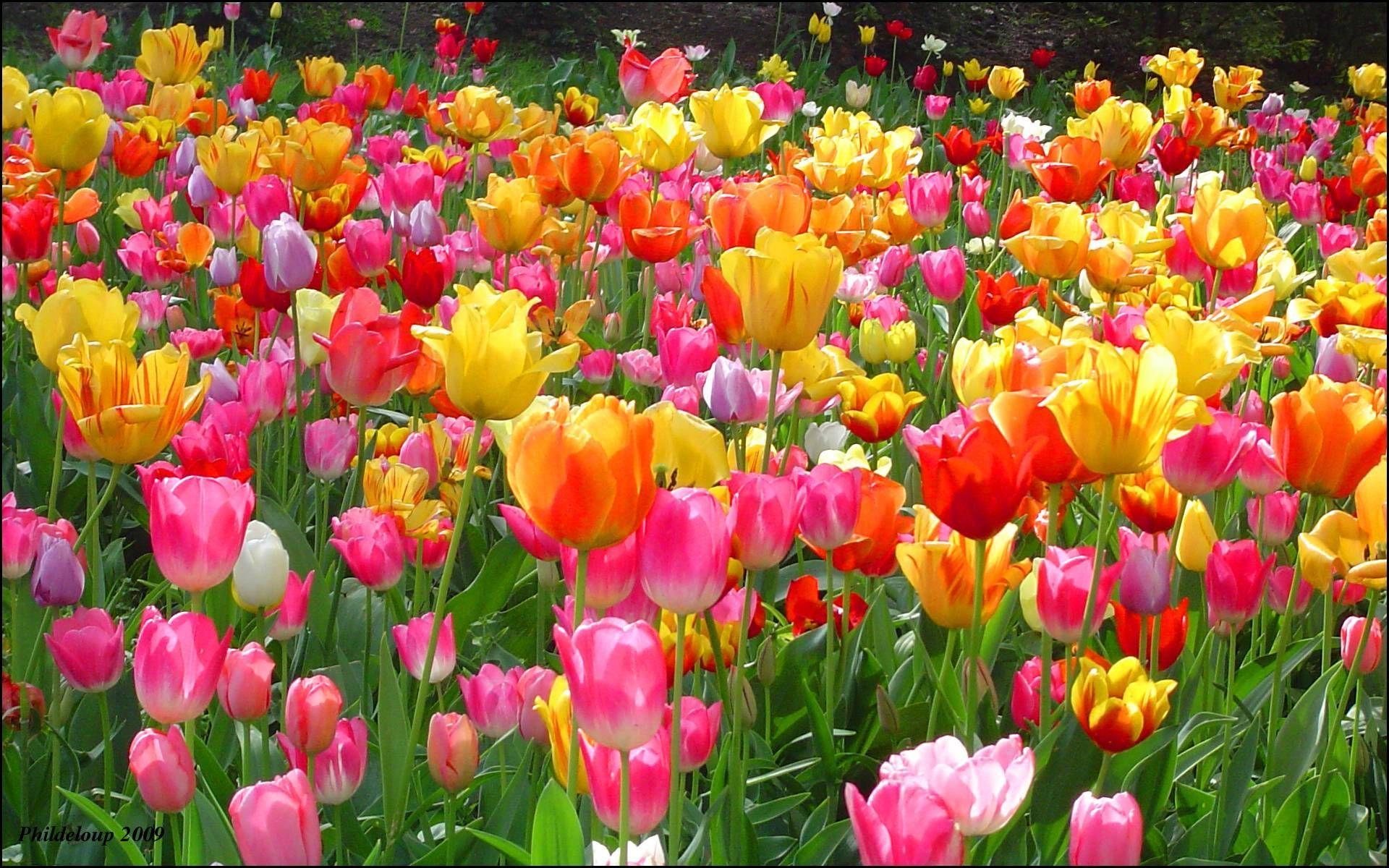 Tulip Garden Wallpapers Top Free Tulip Garden Backgrounds