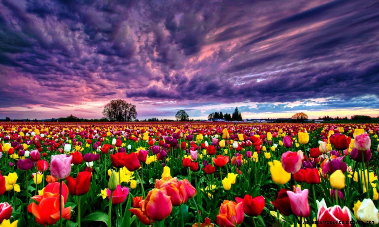 Tulip Garden Wallpapers Top Free Tulip Garden Backgrounds