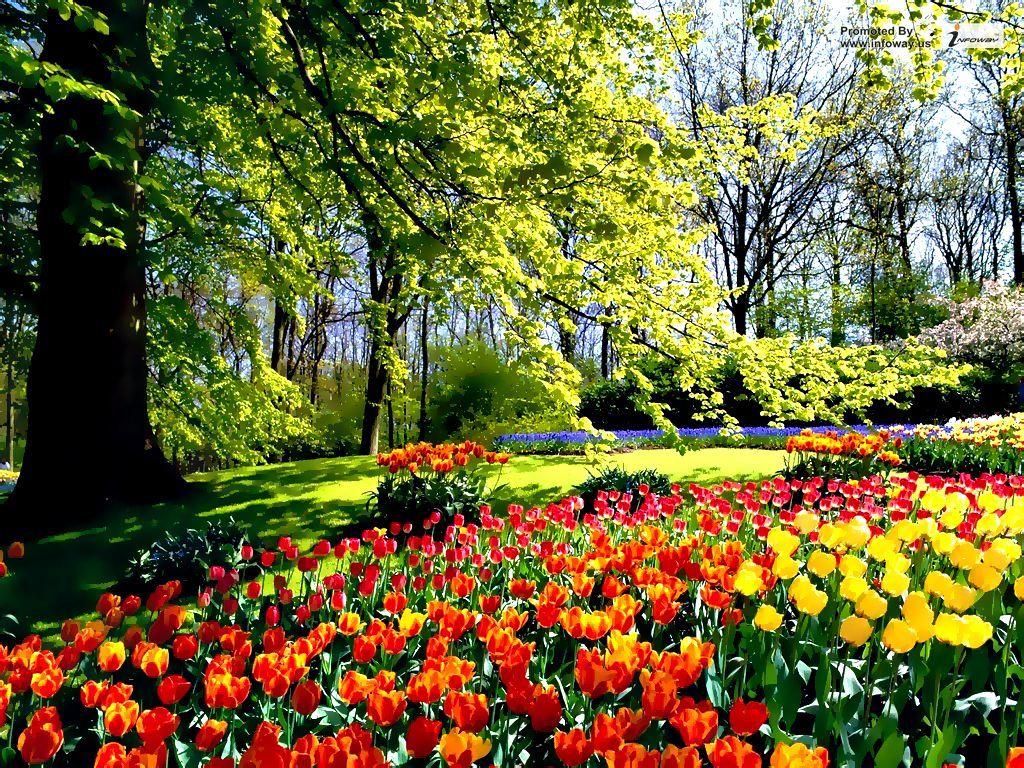 Tulip Garden Wallpapers Top Free Tulip Garden Backgrounds