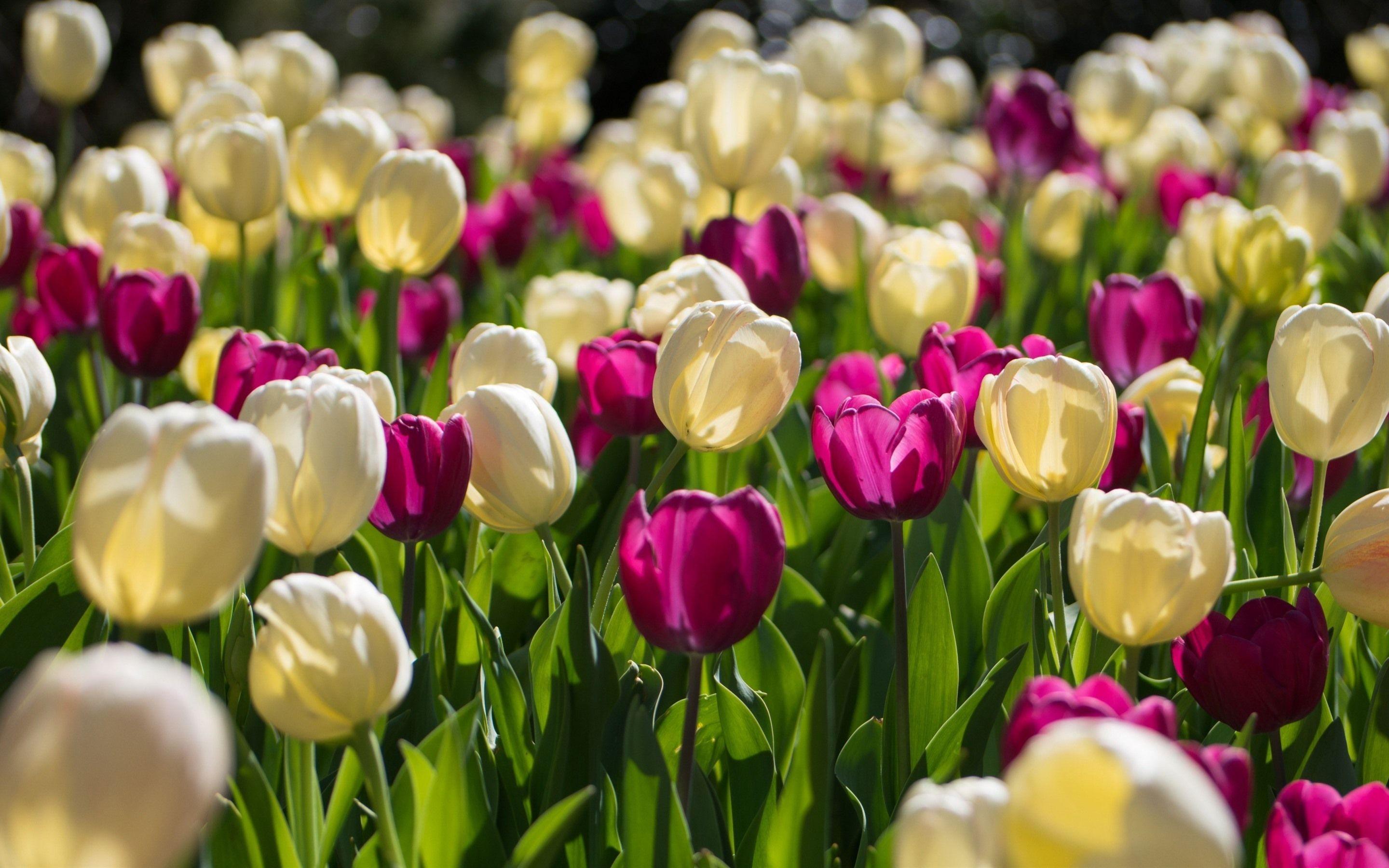Tulip Garden Wallpapers Top Free Tulip Garden Backgrounds