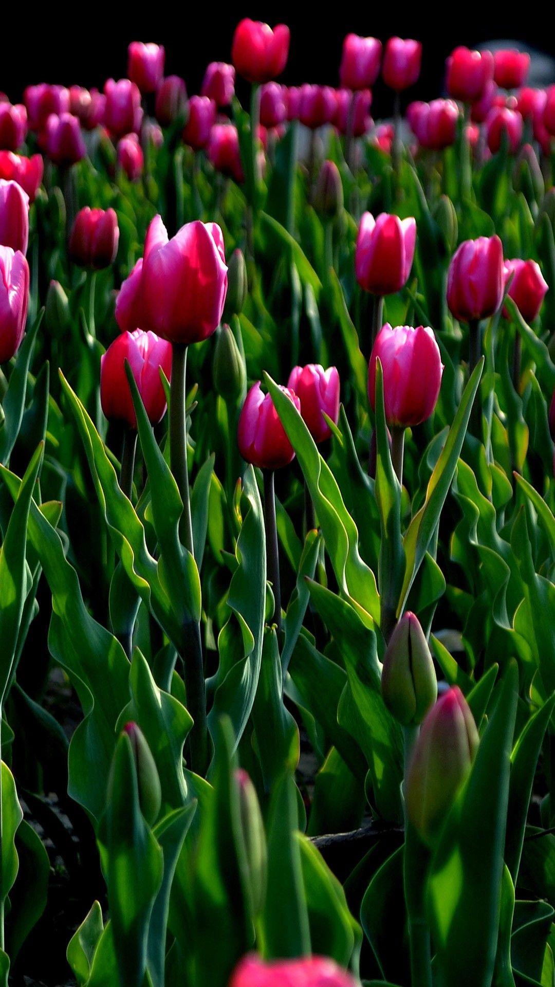 Tulip Garden Wallpapers Top Free Tulip Garden Backgrounds