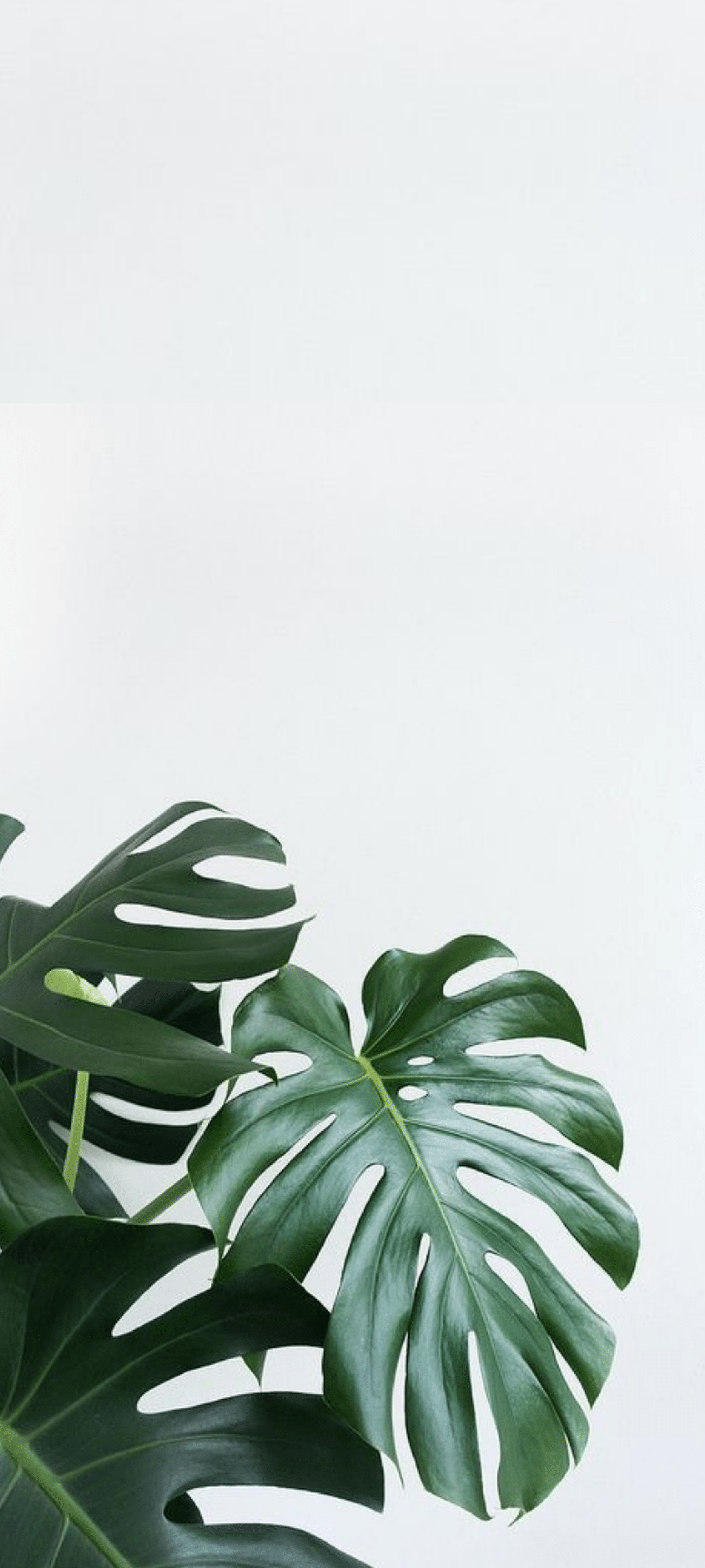 Plant Aesthetic Phone Wallpapers Top Free Plant Aesthetic Phone