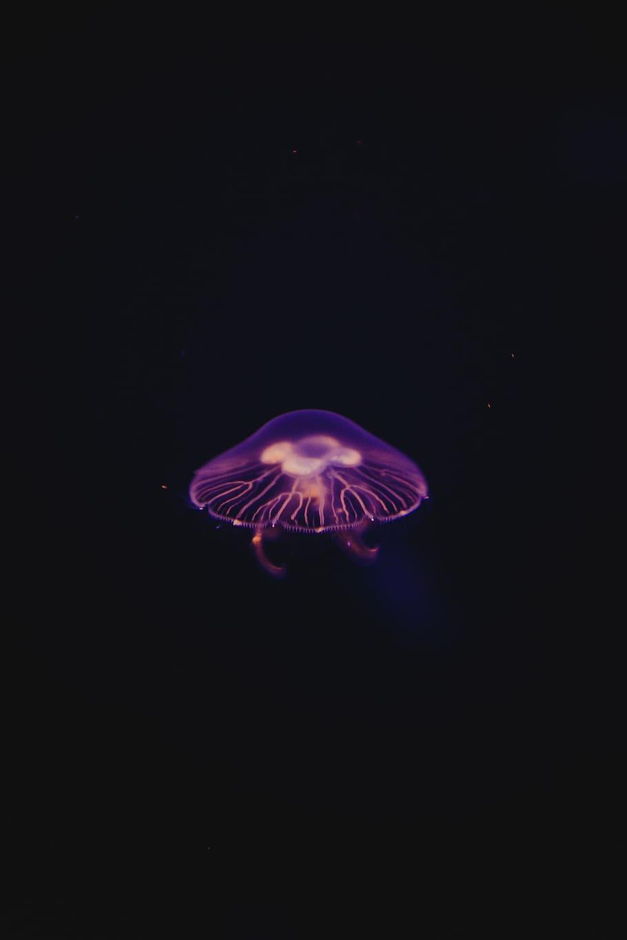 Jellyfish Phone Wallpapers Top Free Jellyfish Phone Backgrounds