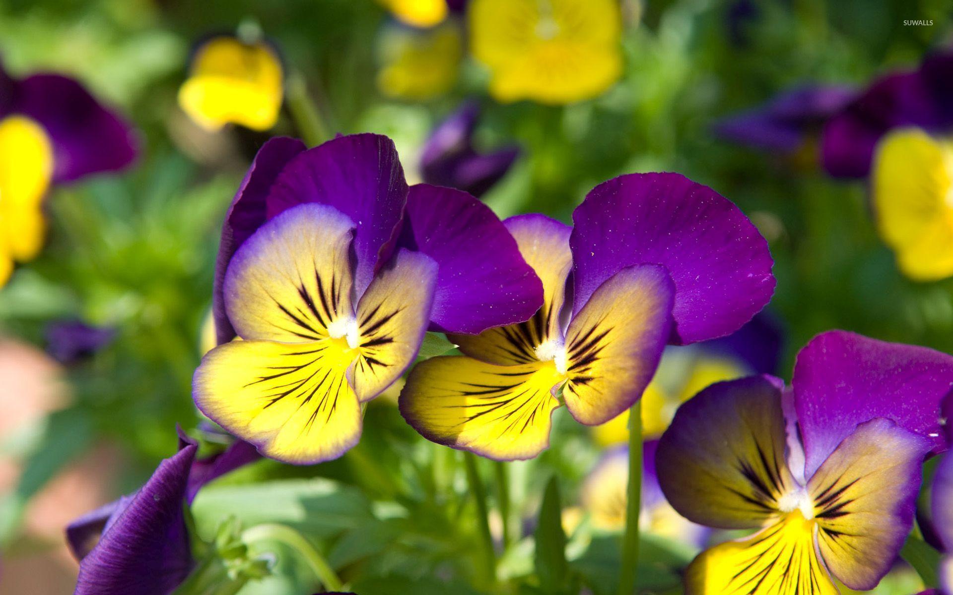 Pansy Flowers Wallpapers Top Free Pansy Flowers Backgrounds