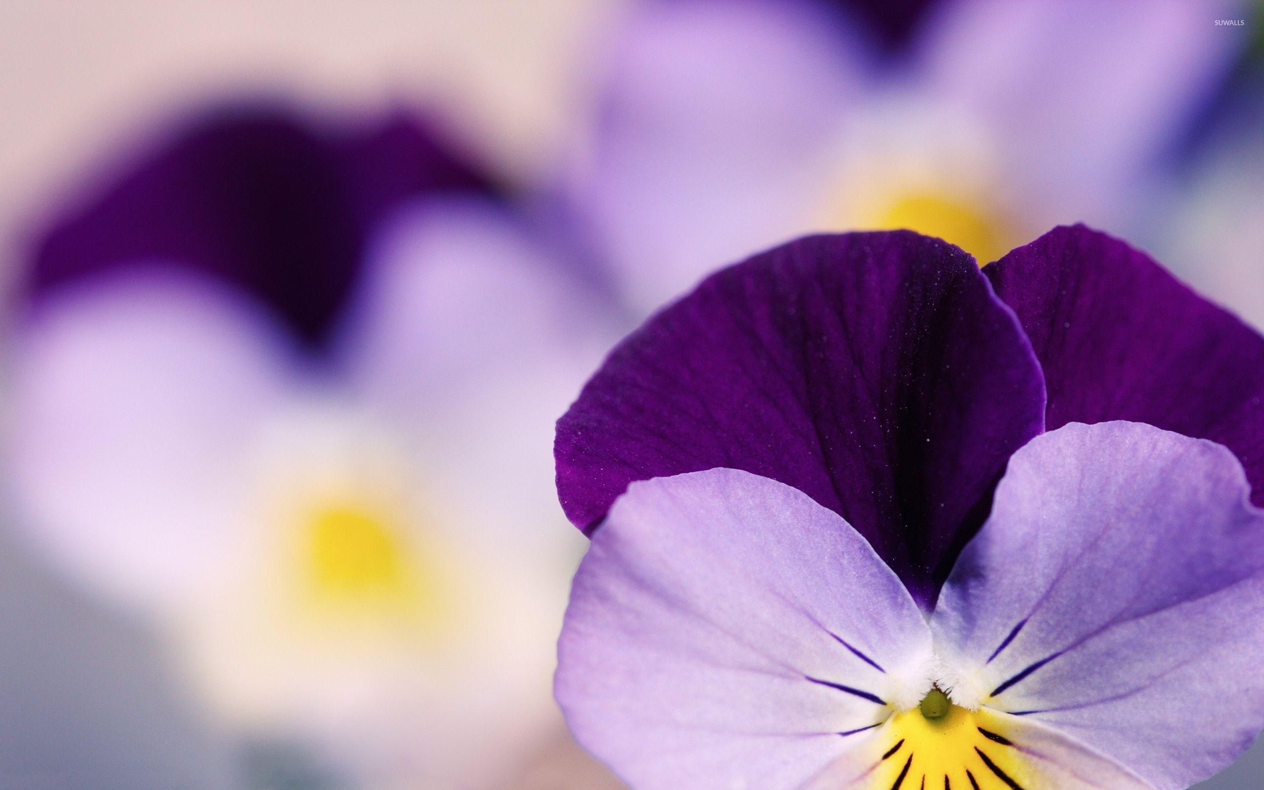 Pansy Wallpapers Top Free Pansy Backgrounds WallpaperAccess