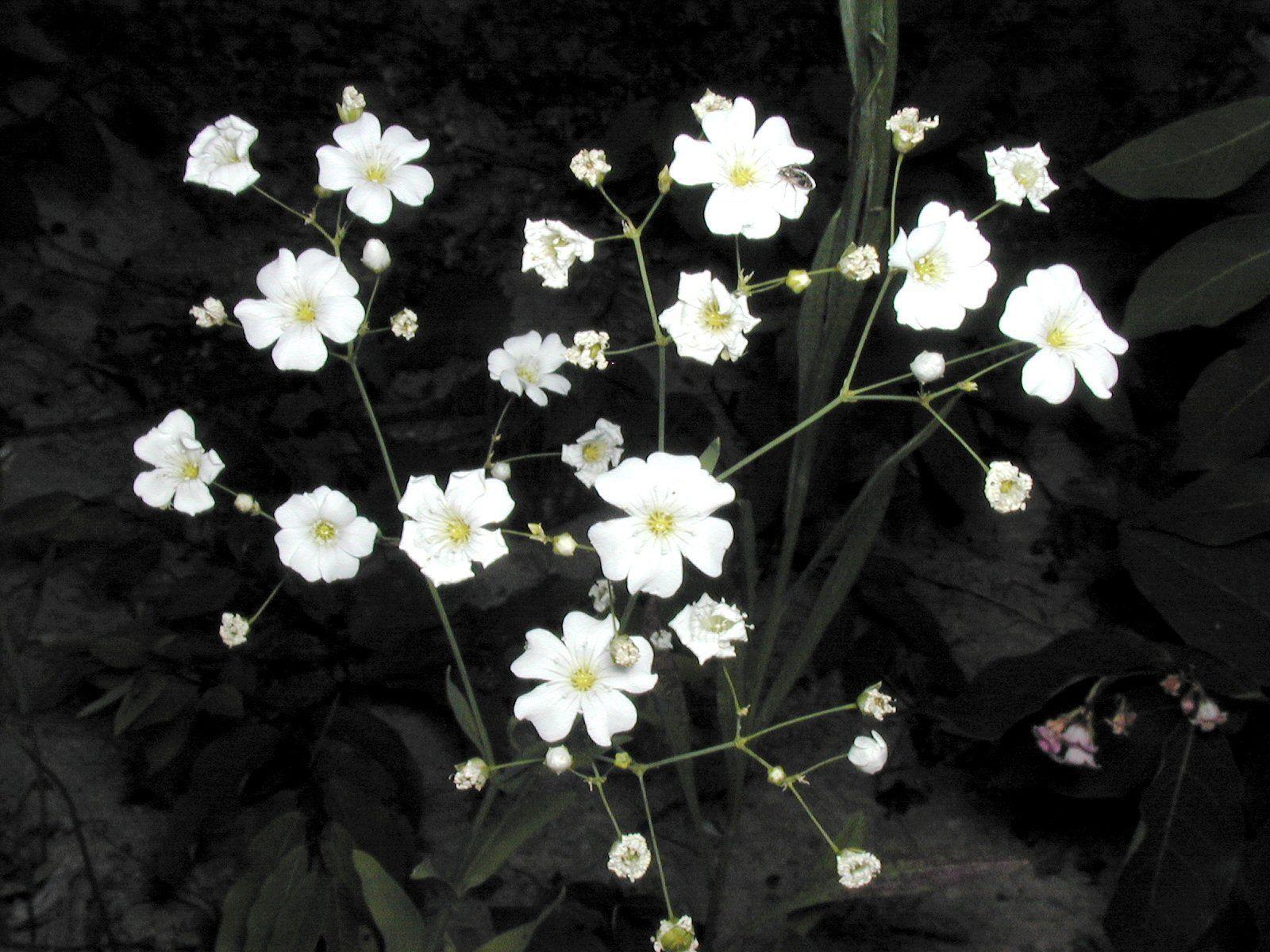 Baby Breath Wallpapers Top Free Baby Breath Backgrounds WallpaperAccess