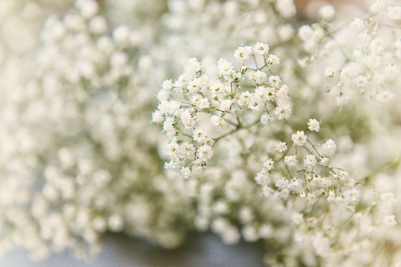 Baby Breath Wallpapers Top Free Baby Breath Backgrounds WallpaperAccess