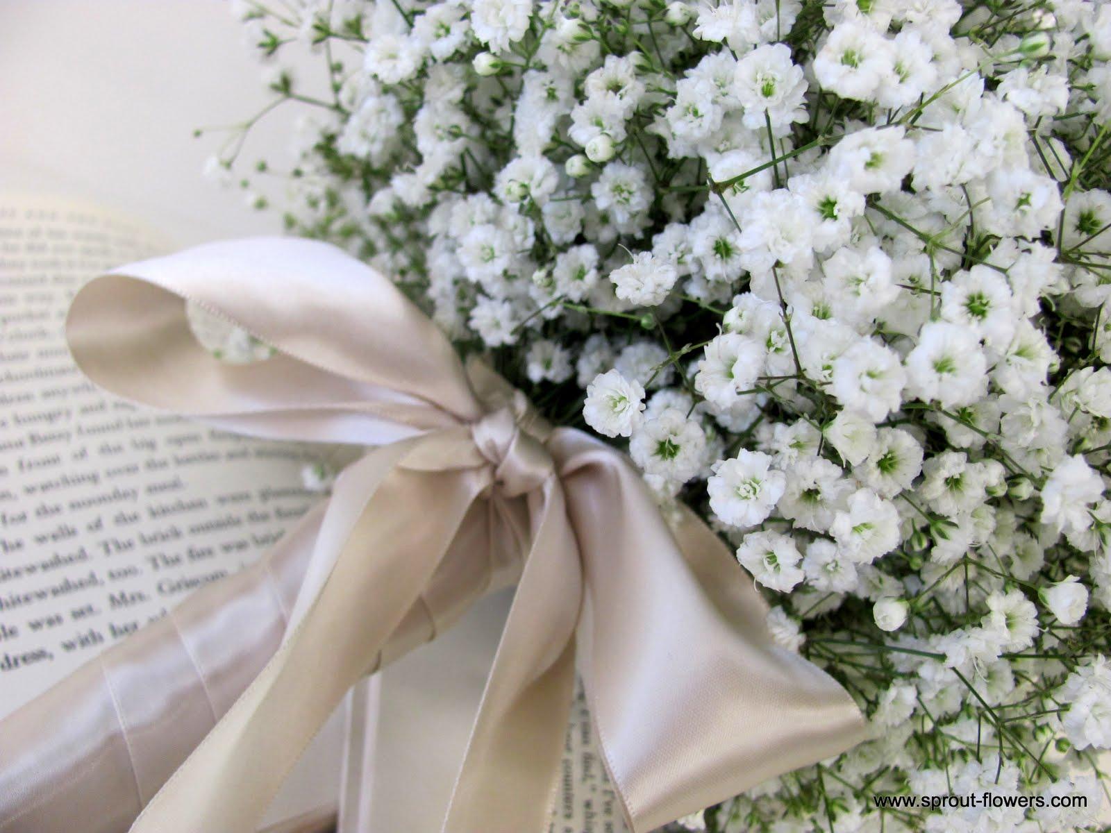 Wallpaper Baby Photos With Flowers Gypsophila White Baby S Breath