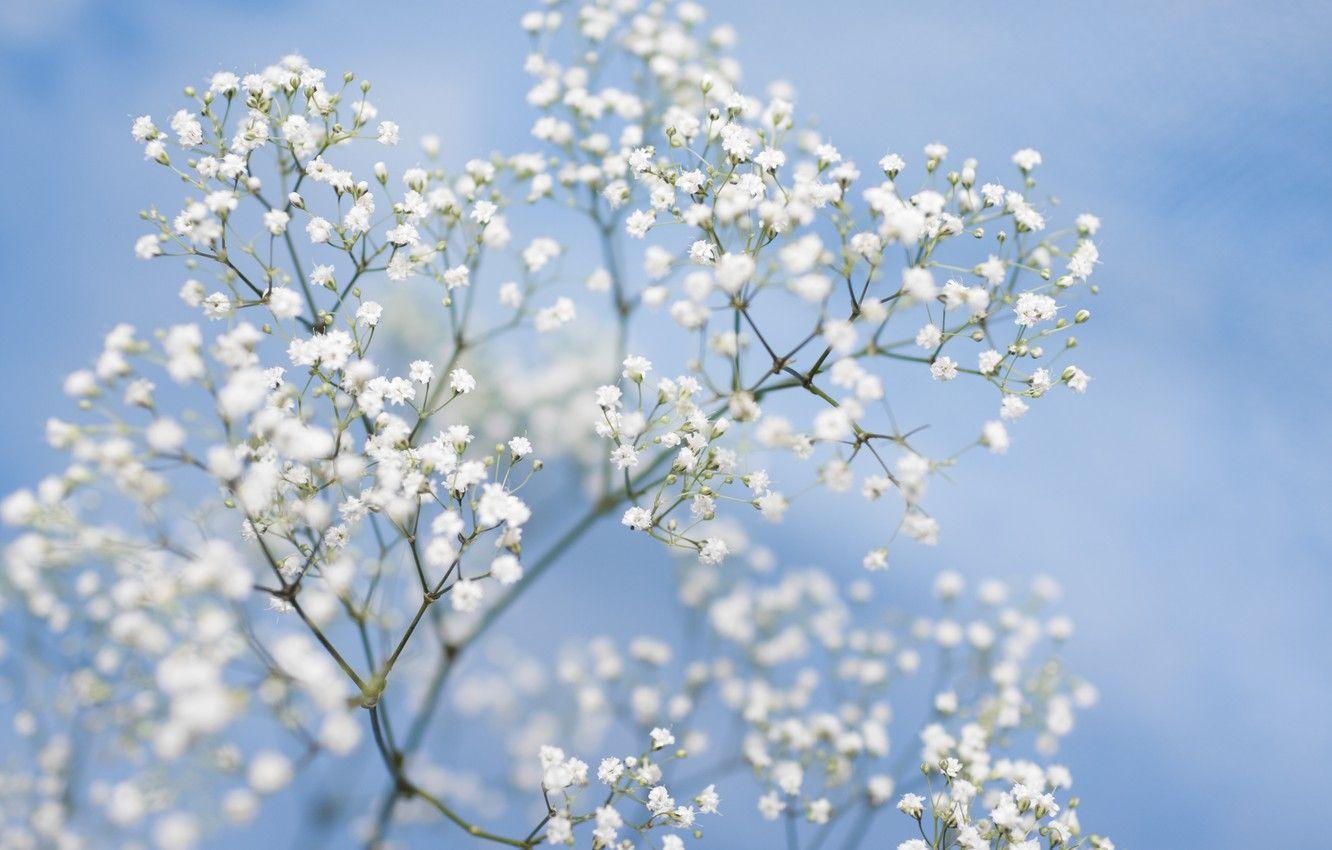 Baby Breath Wallpapers Top Free Baby Breath Backgrounds WallpaperAccess