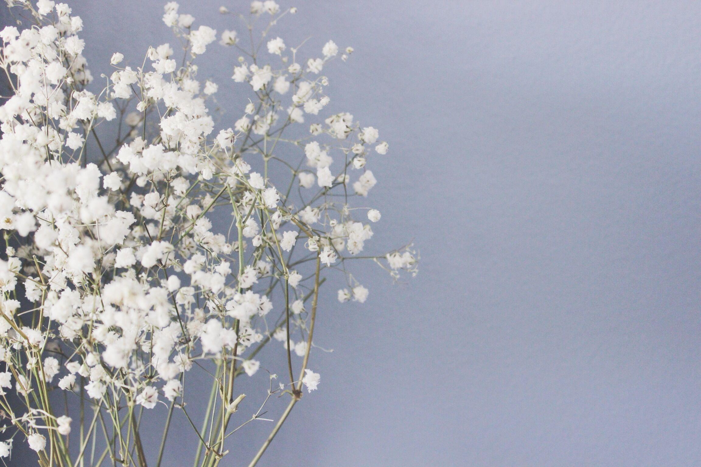 Baby Breath Wallpapers Top Free Baby Breath Backgrounds WallpaperAccess