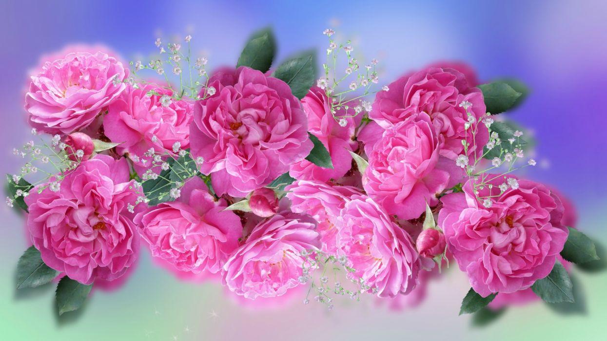 Baby Pink Flower Wallpapers Top Free Baby Pink Flower Backgrounds