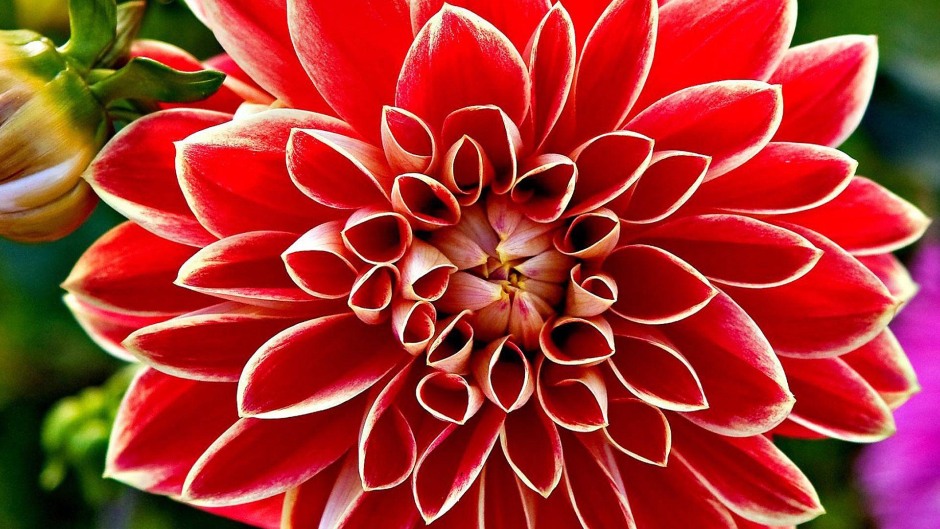 Big Flowers Wallpapers Top Free Big Flowers Backgrounds WallpaperAccess