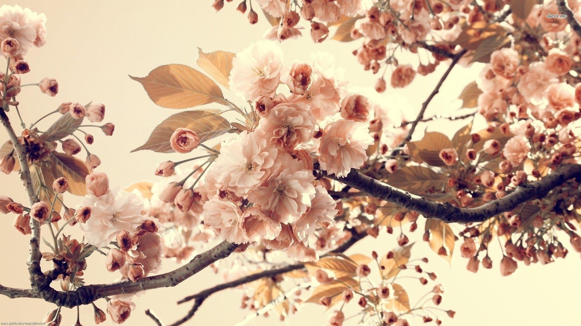 Peach Blossom Wallpapers Top Free Peach Blossom Backgrounds
