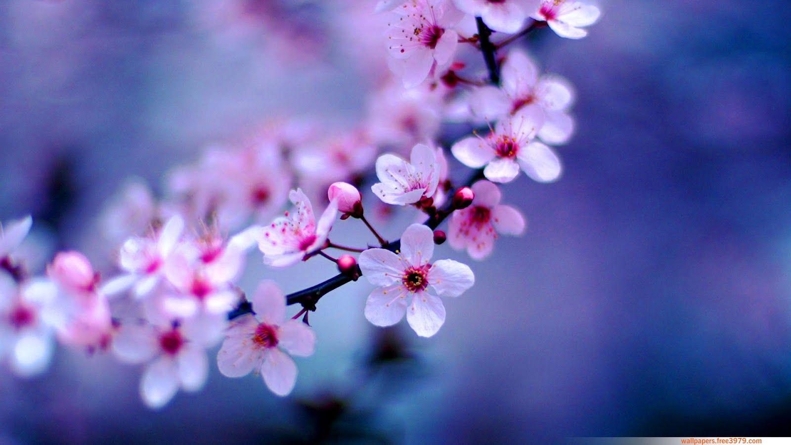 Peach Blossom Wallpapers Top Free Peach Blossom Backgrounds