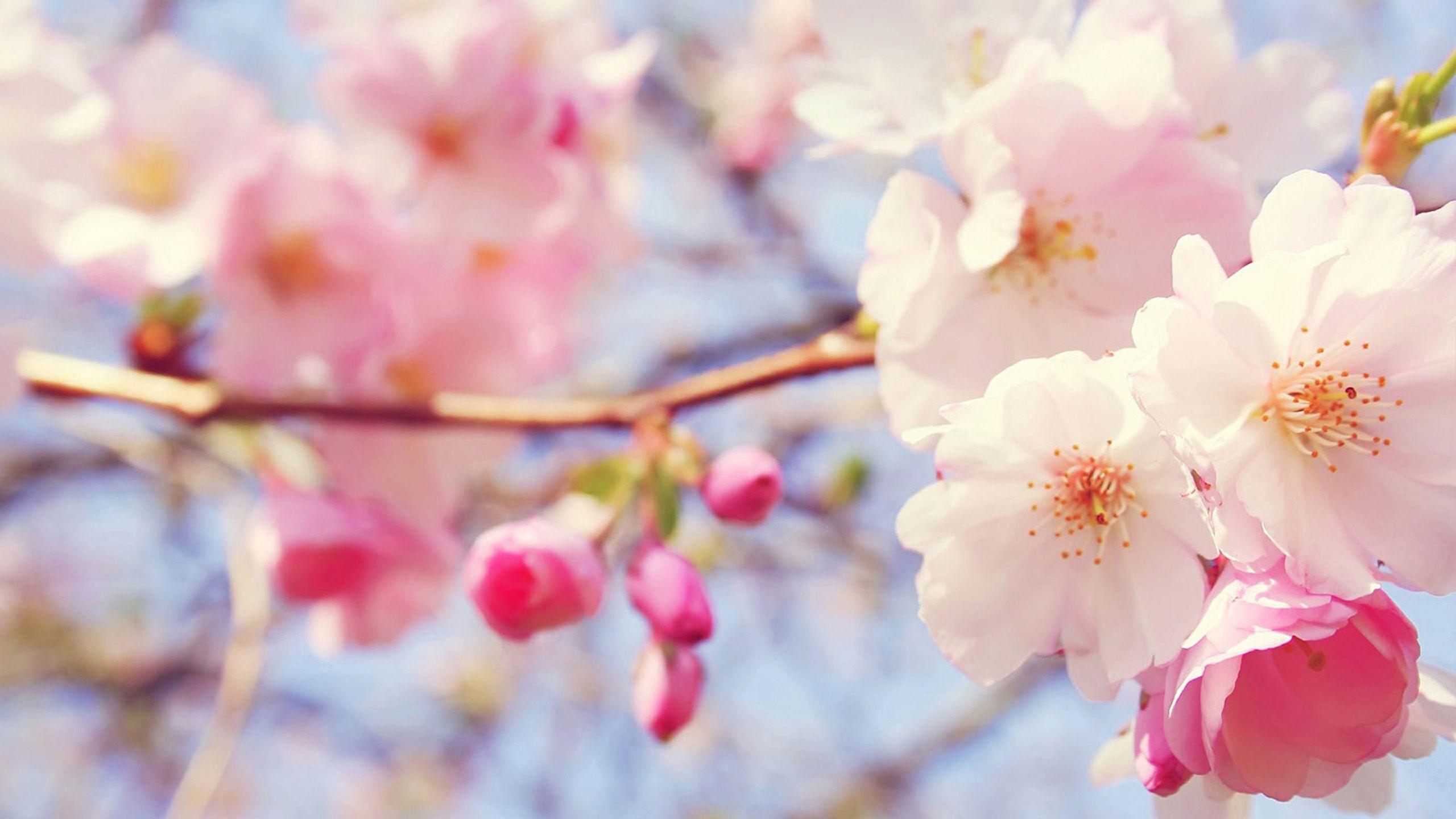 Peach Flowers Wallpapers Top Free Peach Flowers Backgrounds