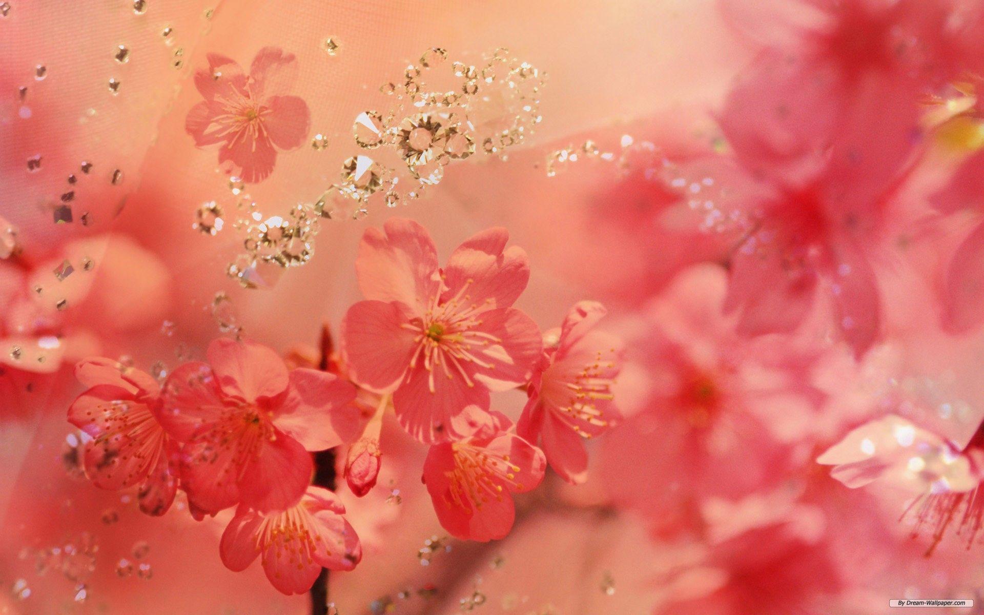 Peach Blossom Wallpapers Top Free Peach Blossom Backgrounds