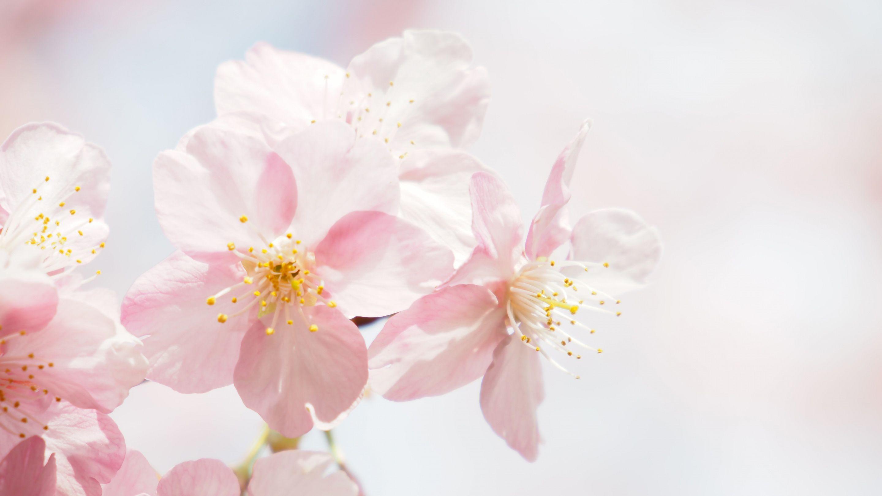 Peach Blossom Desktop Wallpaper