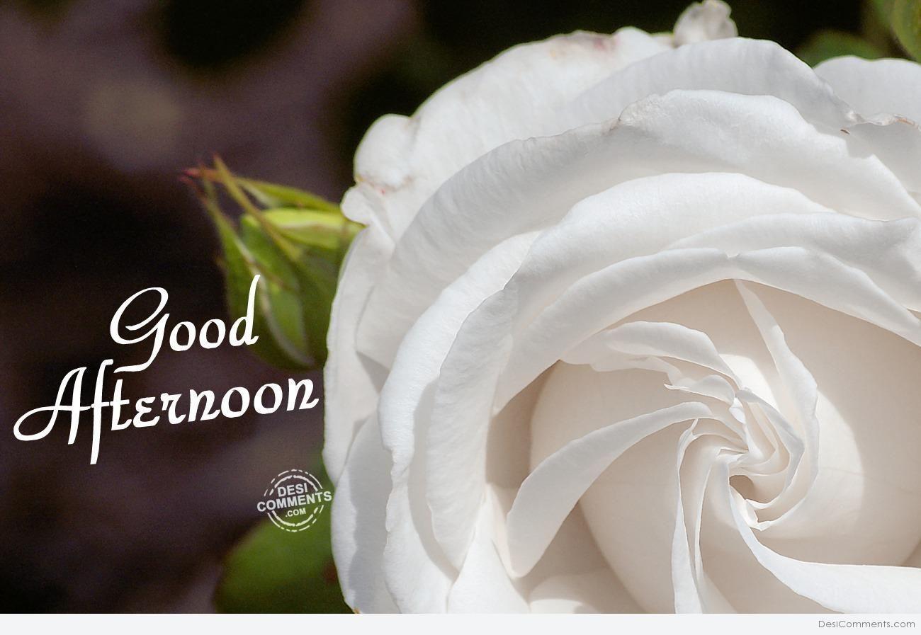 Good Afternoon Wallpapers Top Free Good Afternoon Backgrounds
