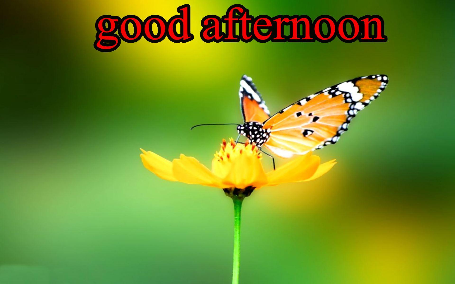 Good Afternoon Wallpapers Top Free Good Afternoon Backgrounds