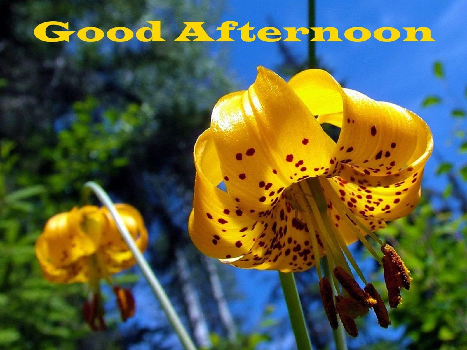 Good Afternoon Wallpapers Top Free Good Afternoon Backgrounds