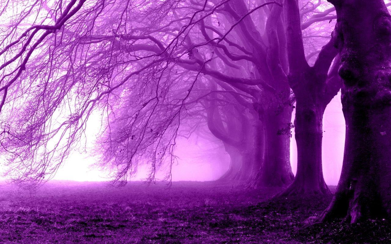 Purple Tree Wallpapers Top Free Purple Tree Backgrounds WallpaperAccess