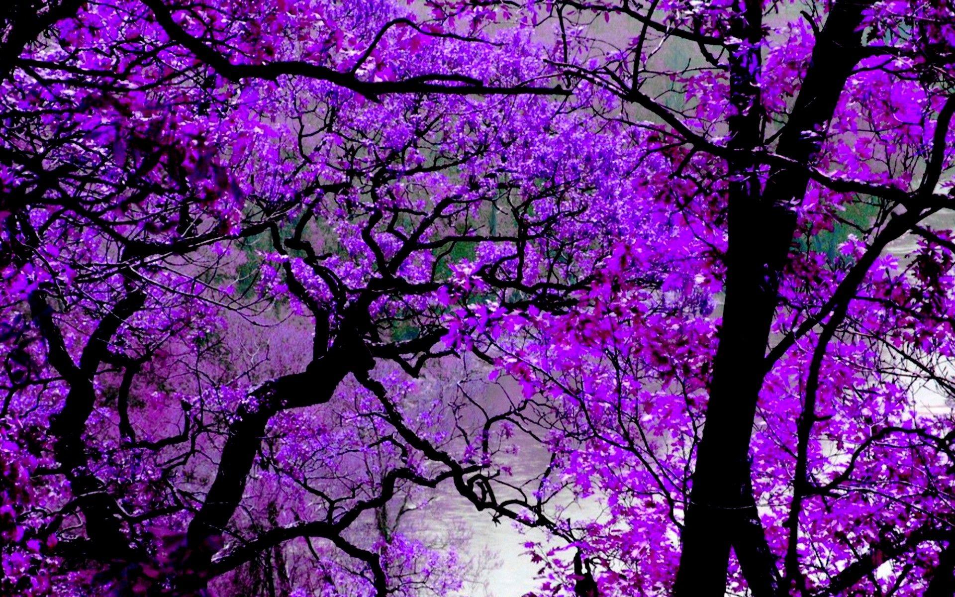 4K Purple Tree Wallpapers Top Free 4K Purple Tree Backgrounds
