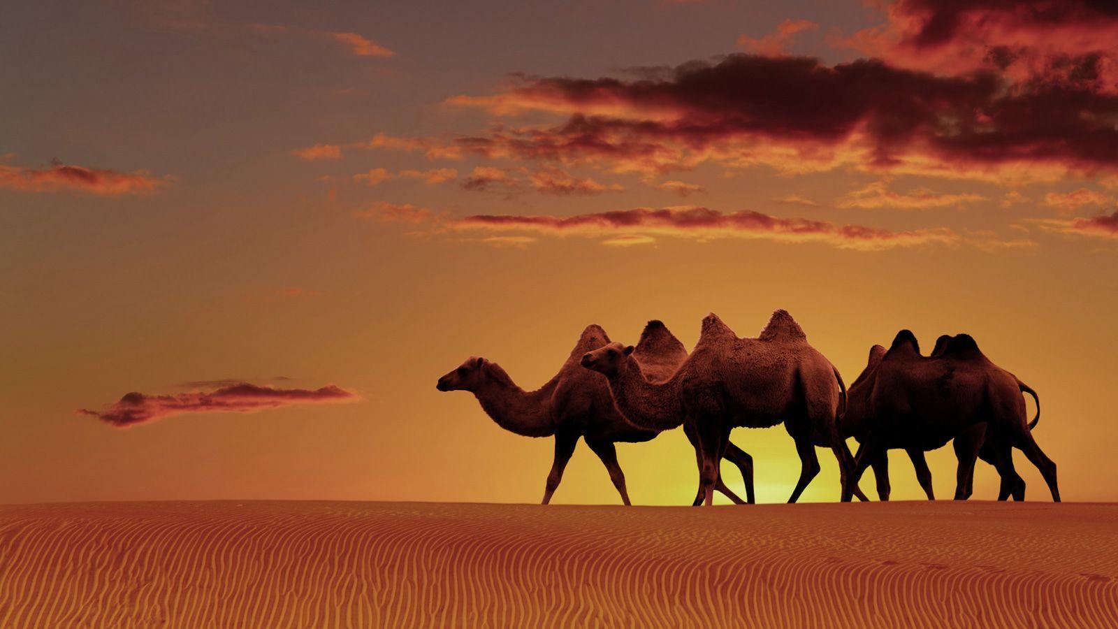 Dubai Desert Wallpapers Top Free Dubai Desert Backgrounds