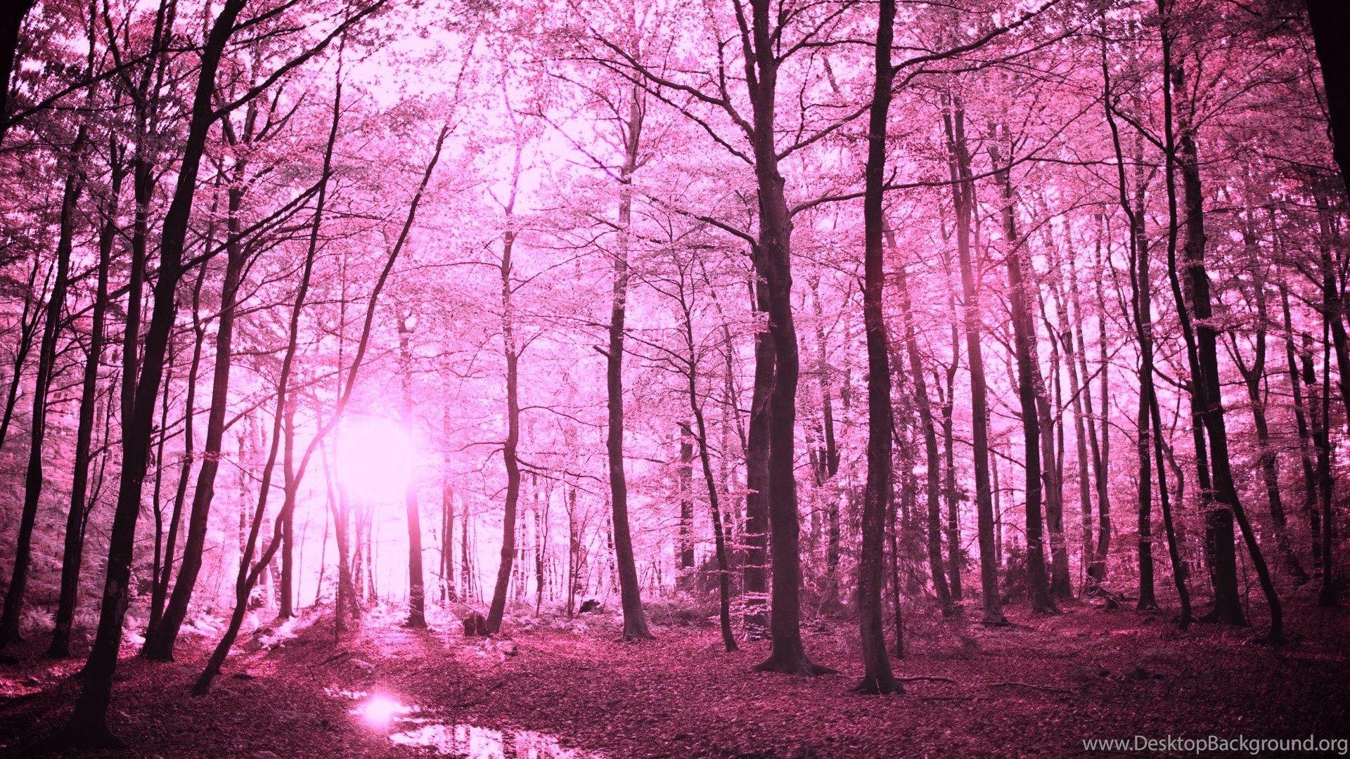 Pink Forest Wallpapers Top Free Pink Forest Backgrounds WallpaperAccess