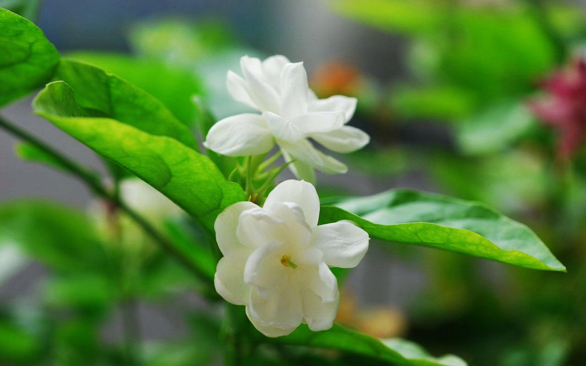 Jasmine Flower Wallpapers Top Free Jasmine Flower Backgrounds